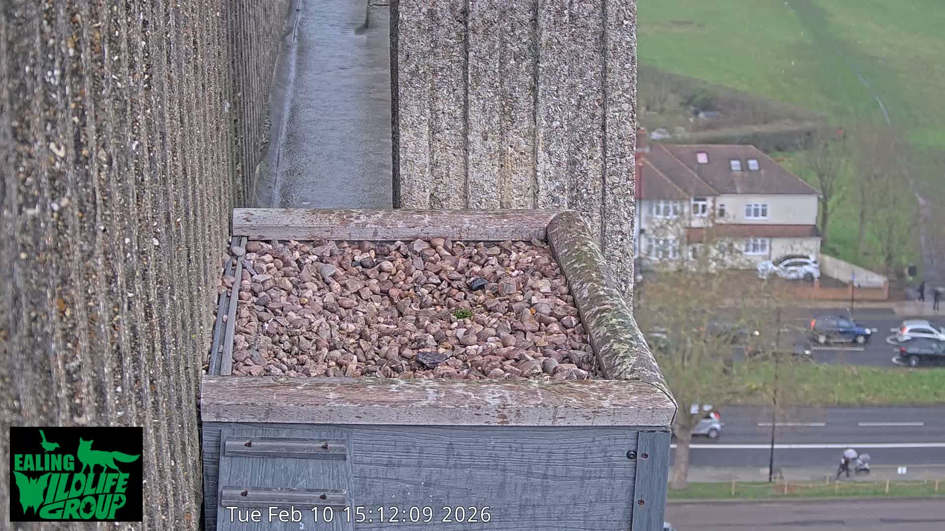 Ealing A4020/ Uxbridge Rd & Ealing’s Peregrine Falcons Life Live Cam - Ealing, London, England, United Kingdom