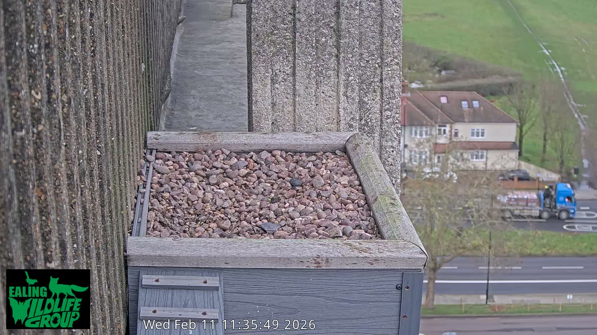 Ealing A4020/ Uxbridge Rd & Ealing’s Peregrine Falcons Life Live Cam - Ealing, London, England, United Kingdom