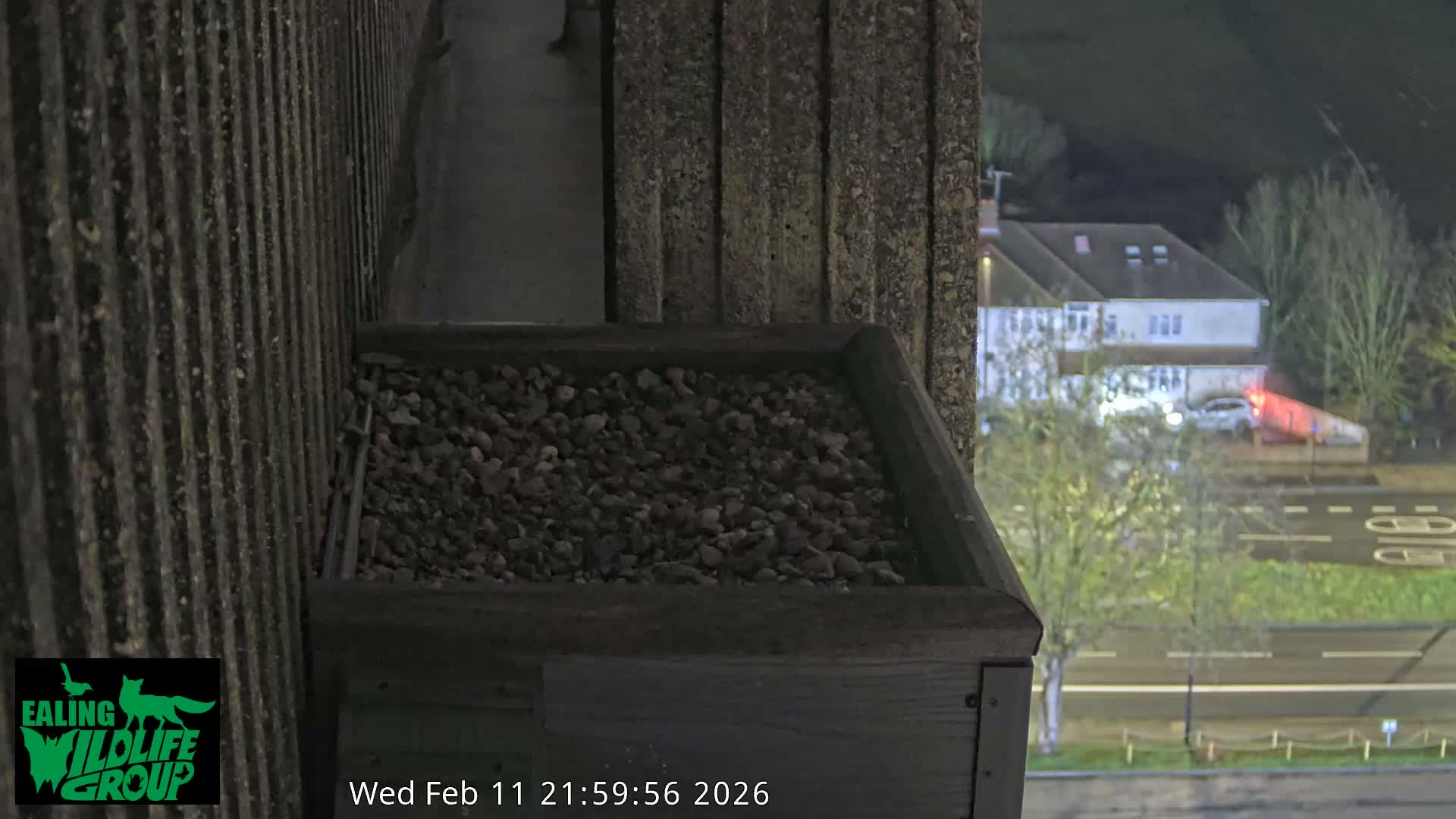 Ealing A4020/ Uxbridge Rd & Ealing’s Peregrine Falcons Life Live Cam - Ealing, London, England, United Kingdom