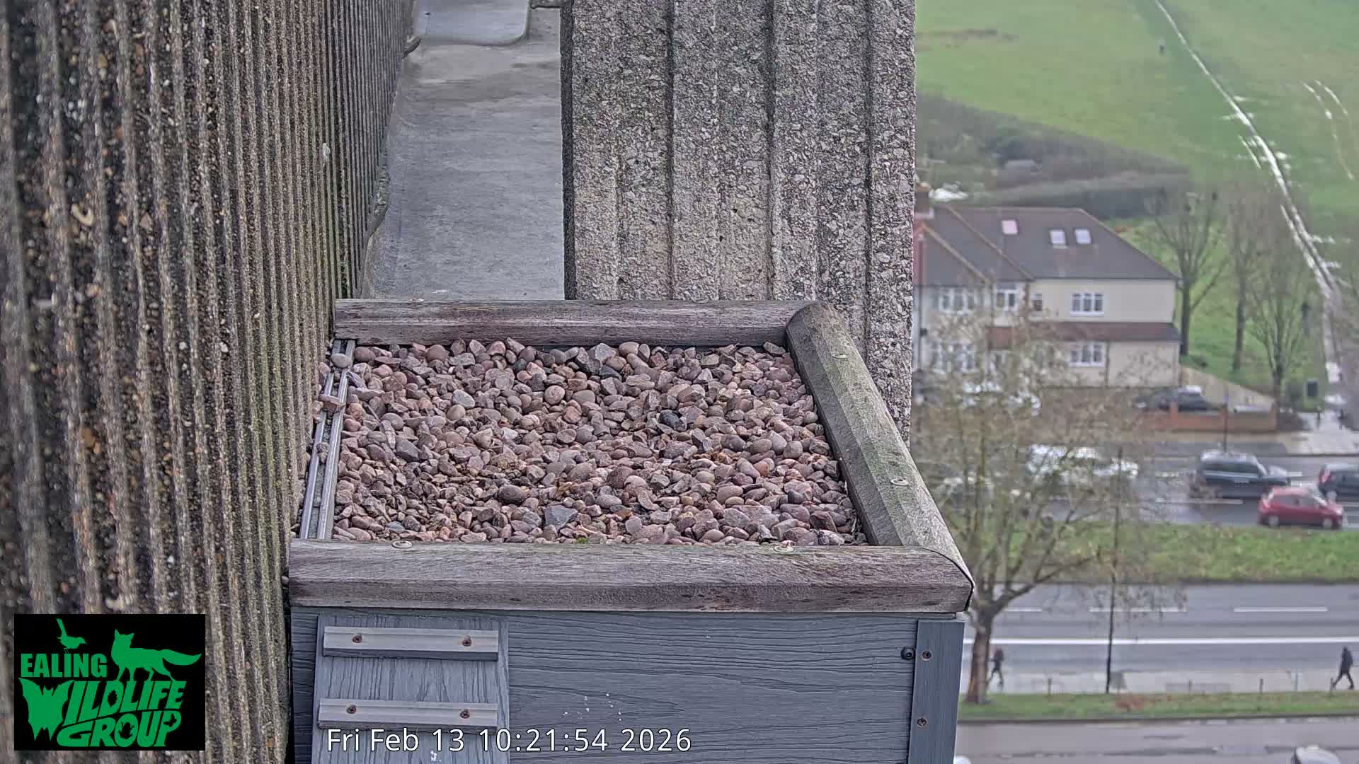Ealing A4020/ Uxbridge Rd & Ealing’s Peregrine Falcons Life Live Cam - Ealing, London, England, United Kingdom