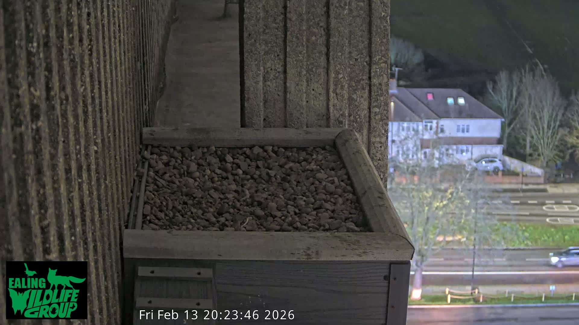 Ealing A4020/ Uxbridge Rd & Ealing’s Peregrine Falcons Life Live Cam - Ealing, London, England, United Kingdom