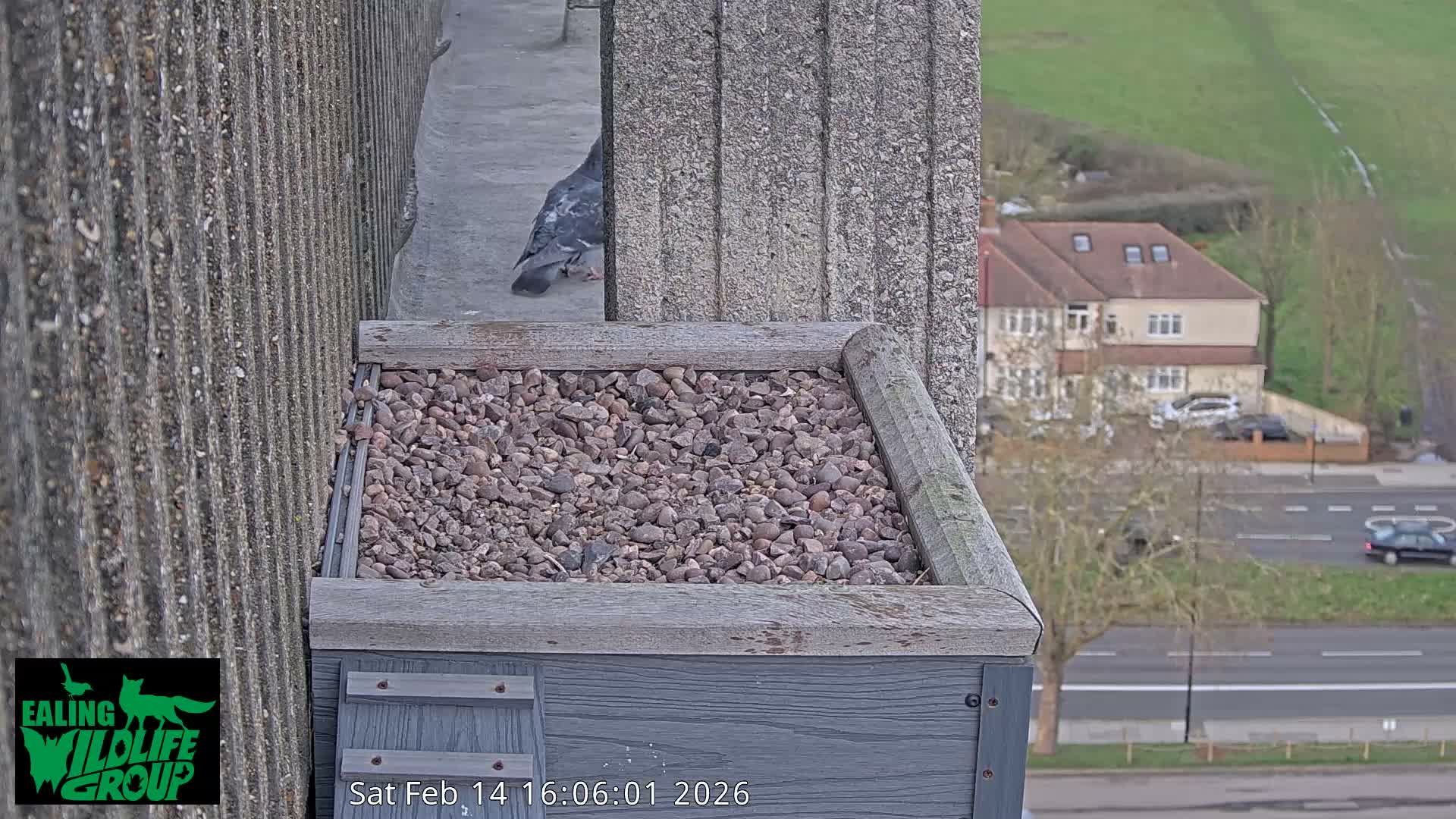 Ealing A4020/ Uxbridge Rd & Ealing’s Peregrine Falcons Life Live Cam - Ealing, London, England, United Kingdom