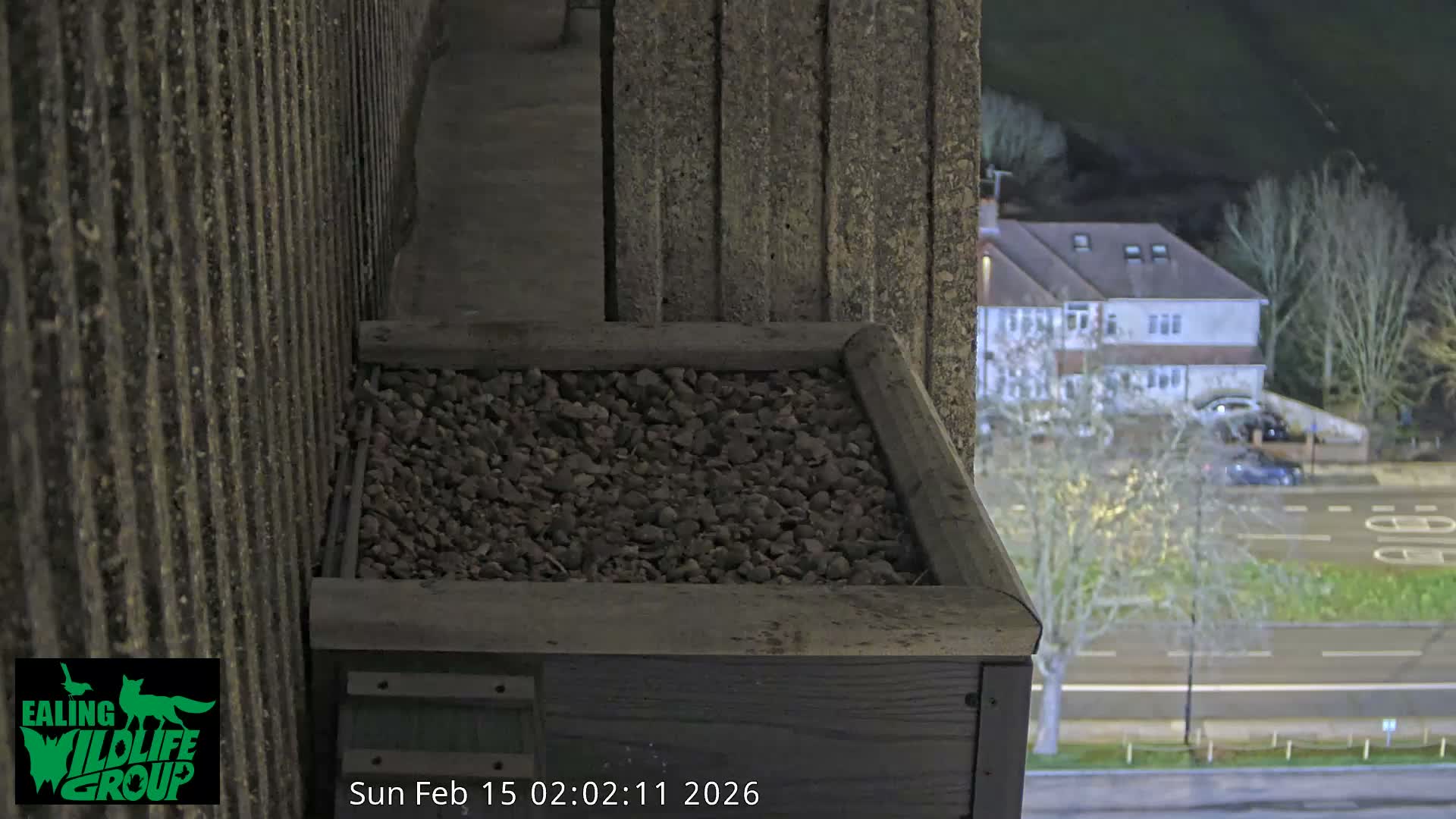 Ealing A4020/ Uxbridge Rd & Ealing’s Peregrine Falcons Life Live Cam - Ealing, London, England, United Kingdom