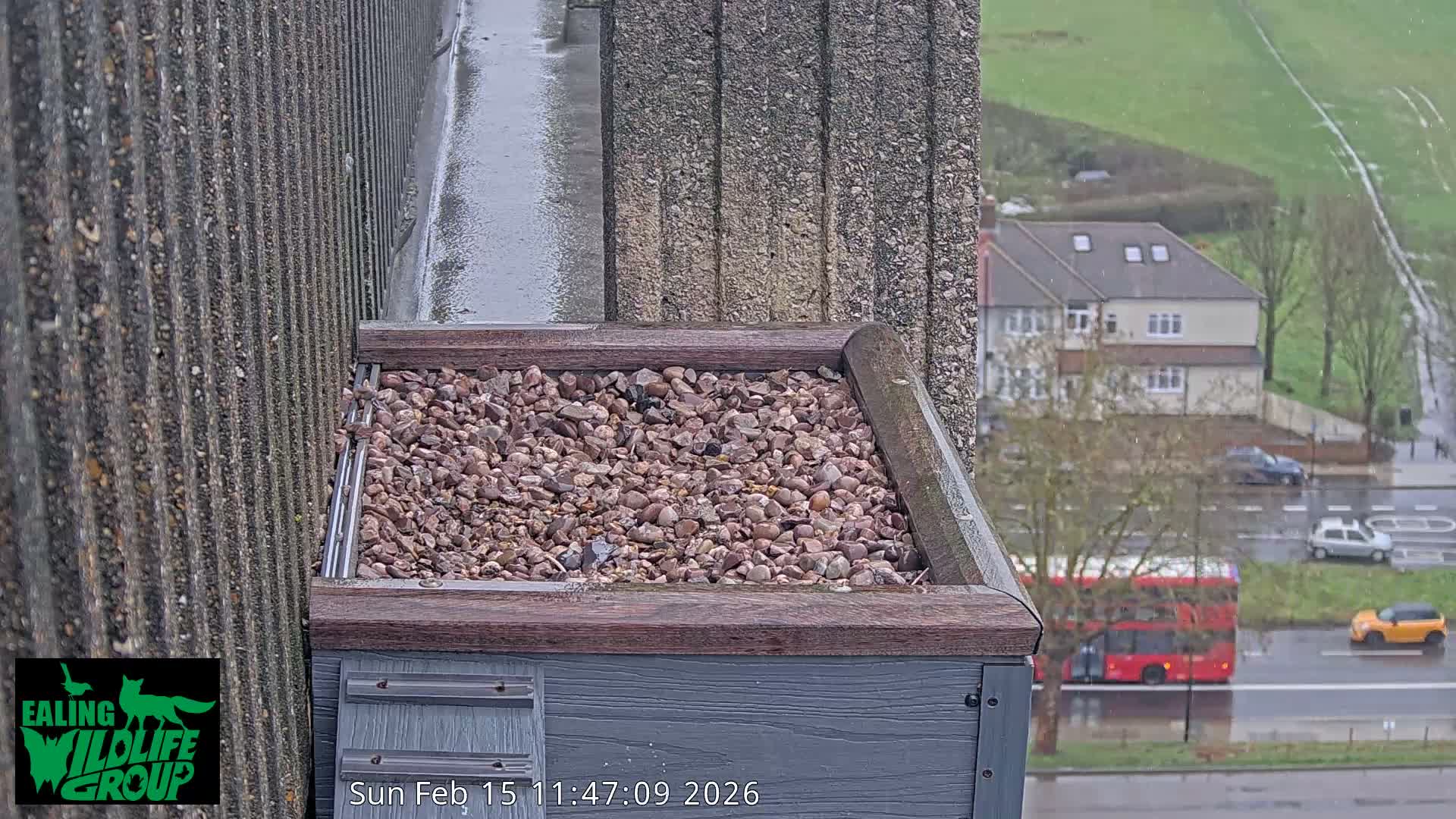 Ealing A4020/ Uxbridge Rd & Ealing’s Peregrine Falcons Life Live Cam - Ealing, London, England, United Kingdom
