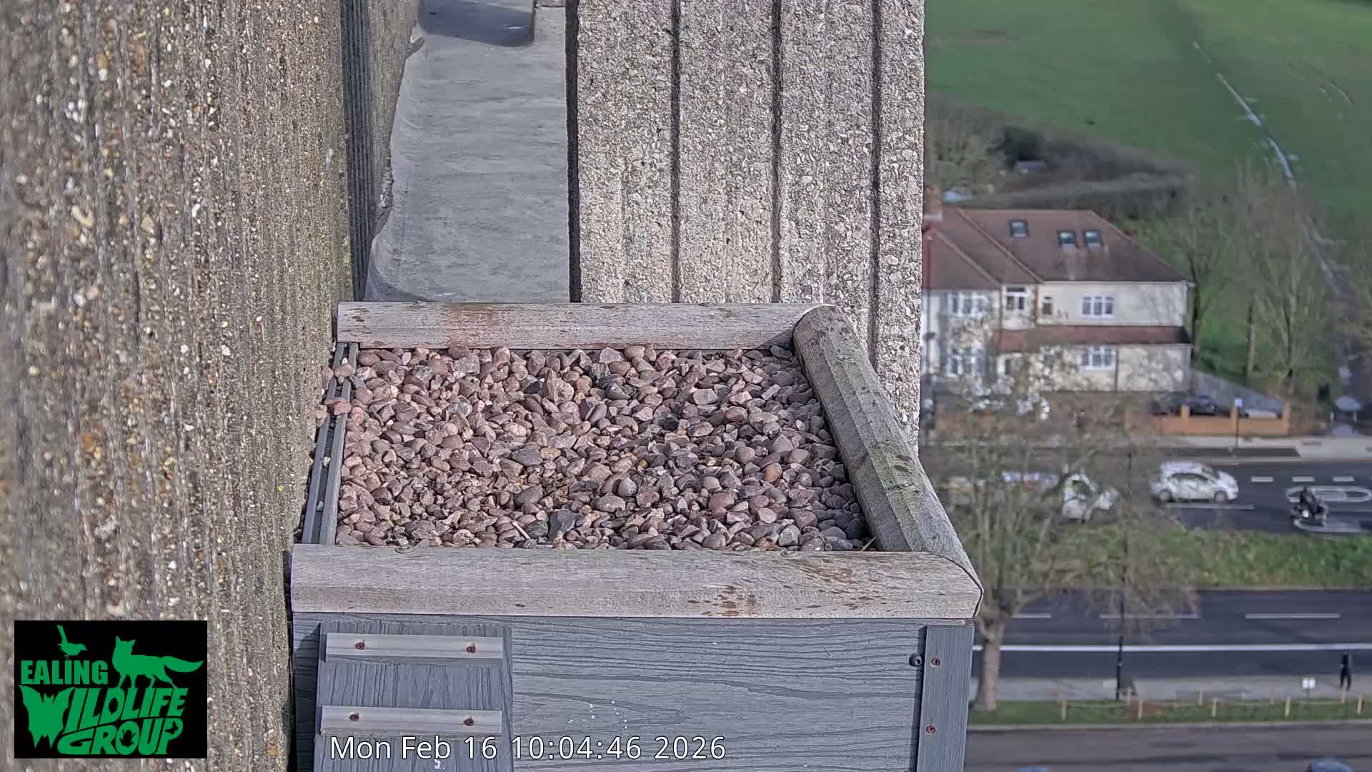 Ealing A4020/ Uxbridge Rd & Ealing’s Peregrine Falcons Life Live Cam - Ealing, London, England, United Kingdom