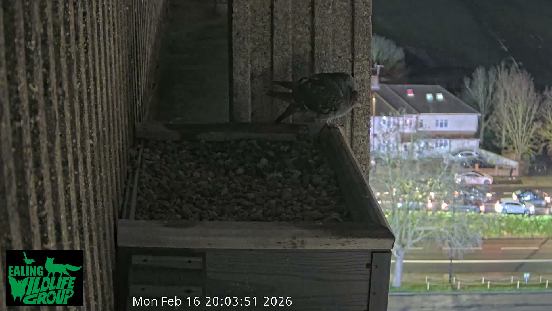Ealing A4020/ Uxbridge Rd & Ealing’s Peregrine Falcons Life Live Cam - Ealing, London, England, United Kingdom