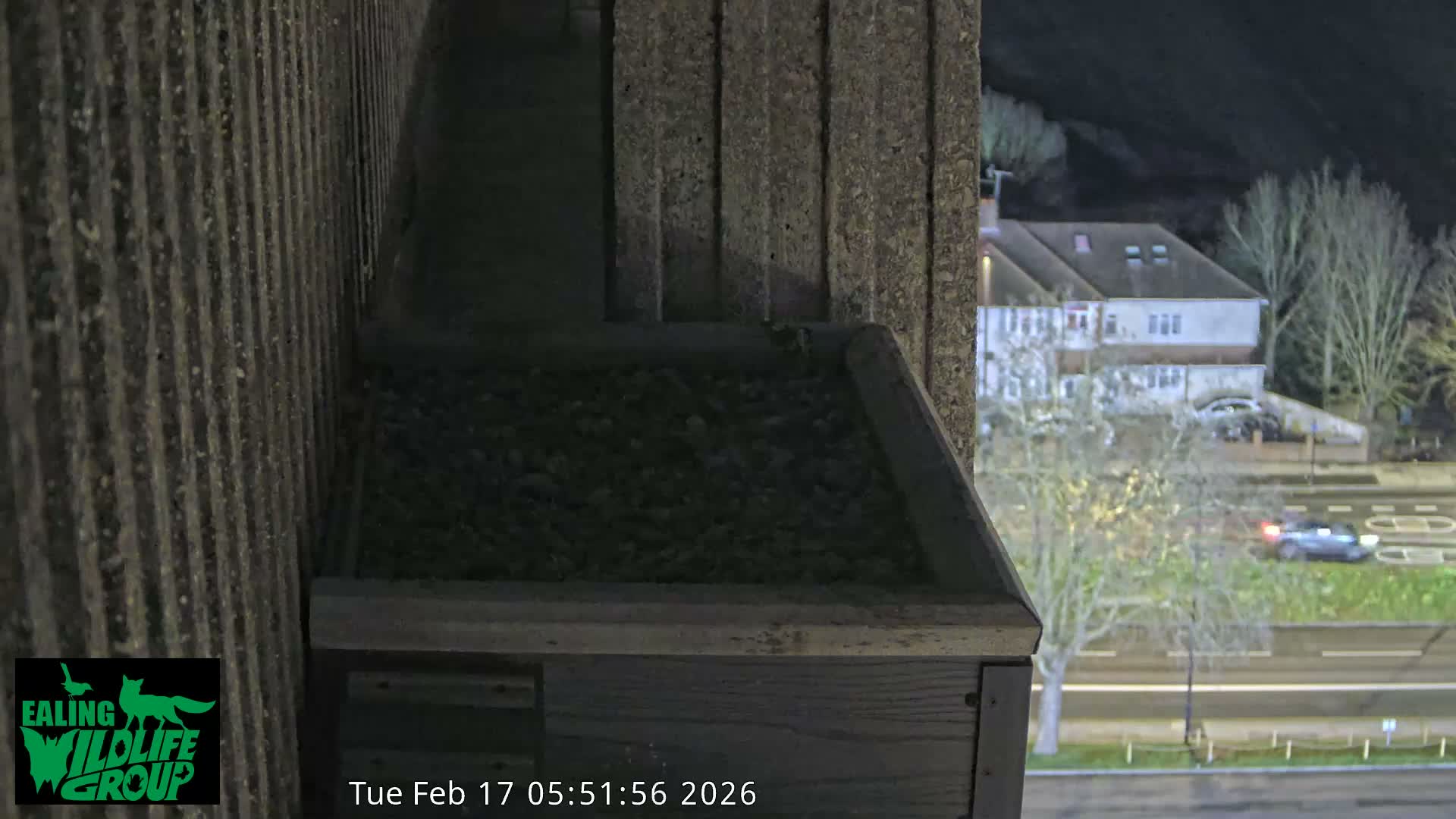 Ealing A4020/ Uxbridge Rd & Ealing’s Peregrine Falcons Life Live Cam - Ealing, London, England, United Kingdom