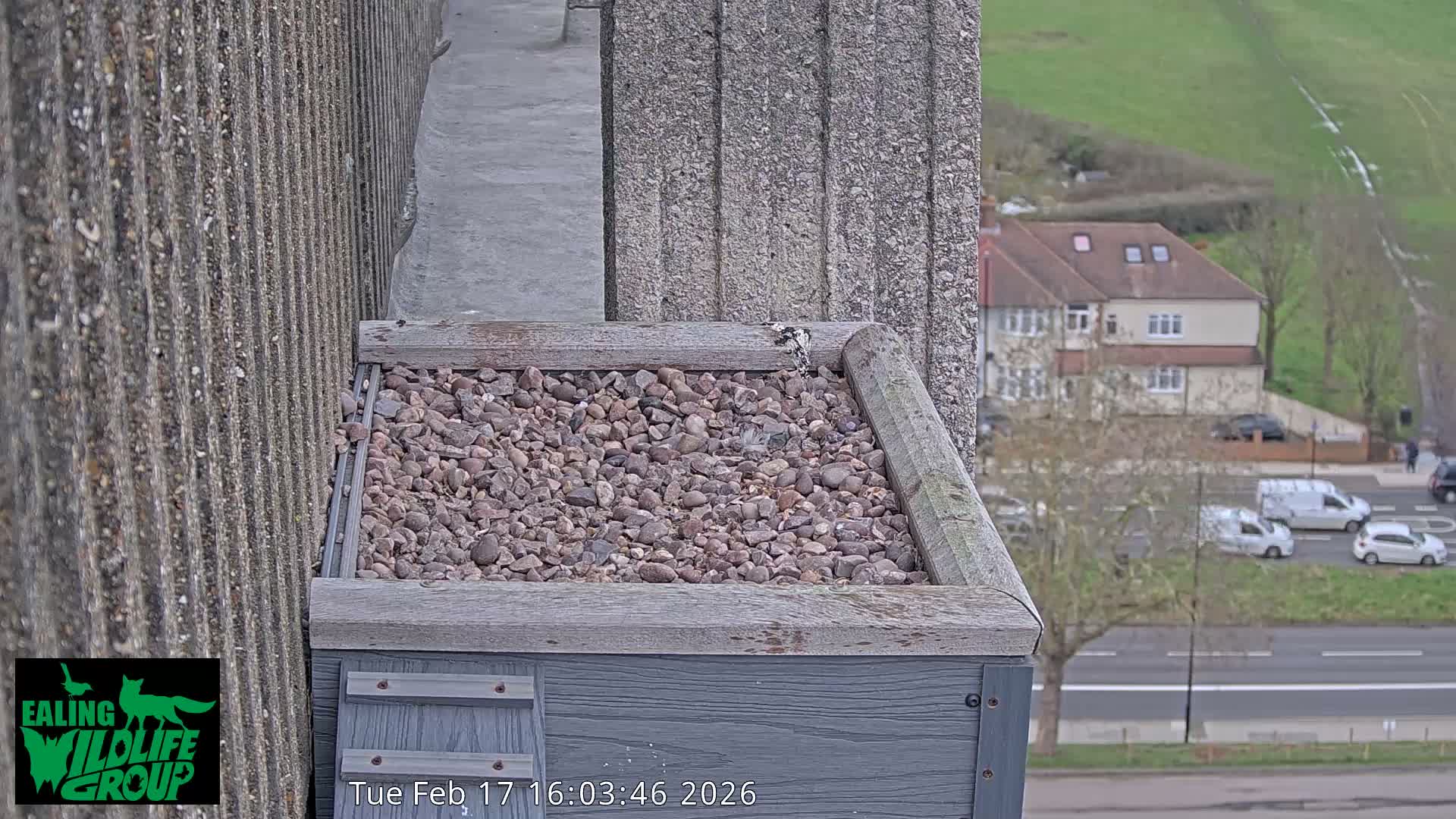 Ealing A4020/ Uxbridge Rd & Ealing’s Peregrine Falcons Life Live Cam - Ealing, London, England, United Kingdom