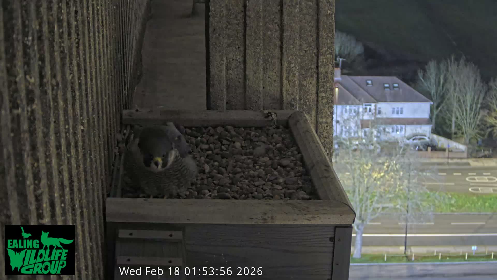 Ealing A4020/ Uxbridge Rd & Ealing’s Peregrine Falcons Life Live Cam - Ealing, London, England, United Kingdom