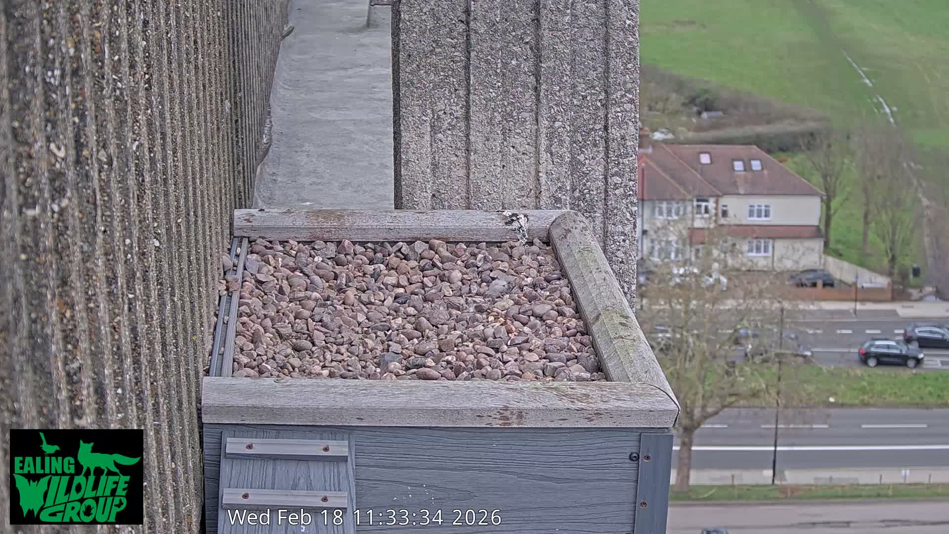 Ealing A4020/ Uxbridge Rd & Ealing’s Peregrine Falcons Life Live Cam - Ealing, London, England, United Kingdom