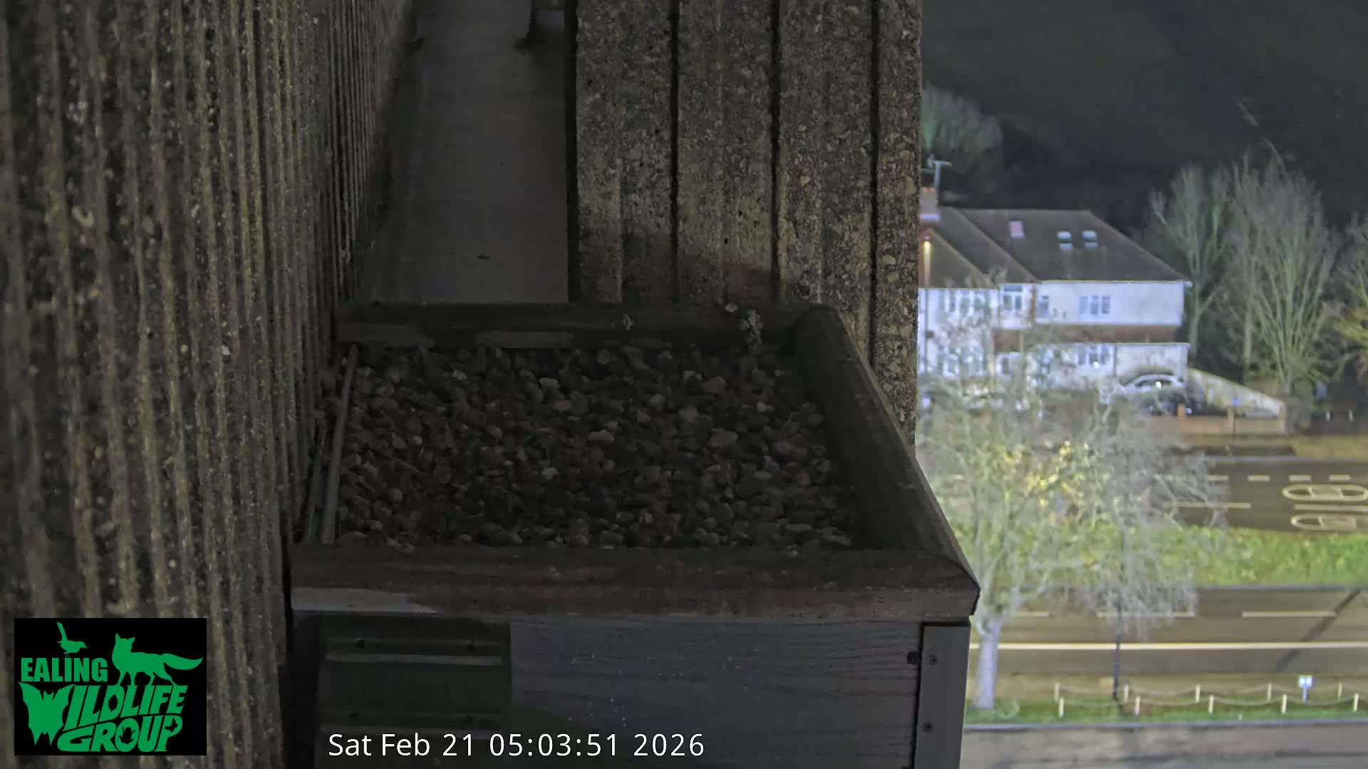 Ealing A4020/ Uxbridge Rd & Ealing’s Peregrine Falcons Life Live Cam - Ealing, London, England, United Kingdom