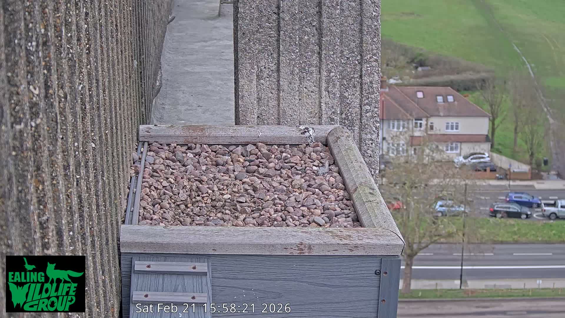 Ealing A4020/ Uxbridge Rd & Ealing’s Peregrine Falcons Life Live Cam - Ealing, London, England, United Kingdom
