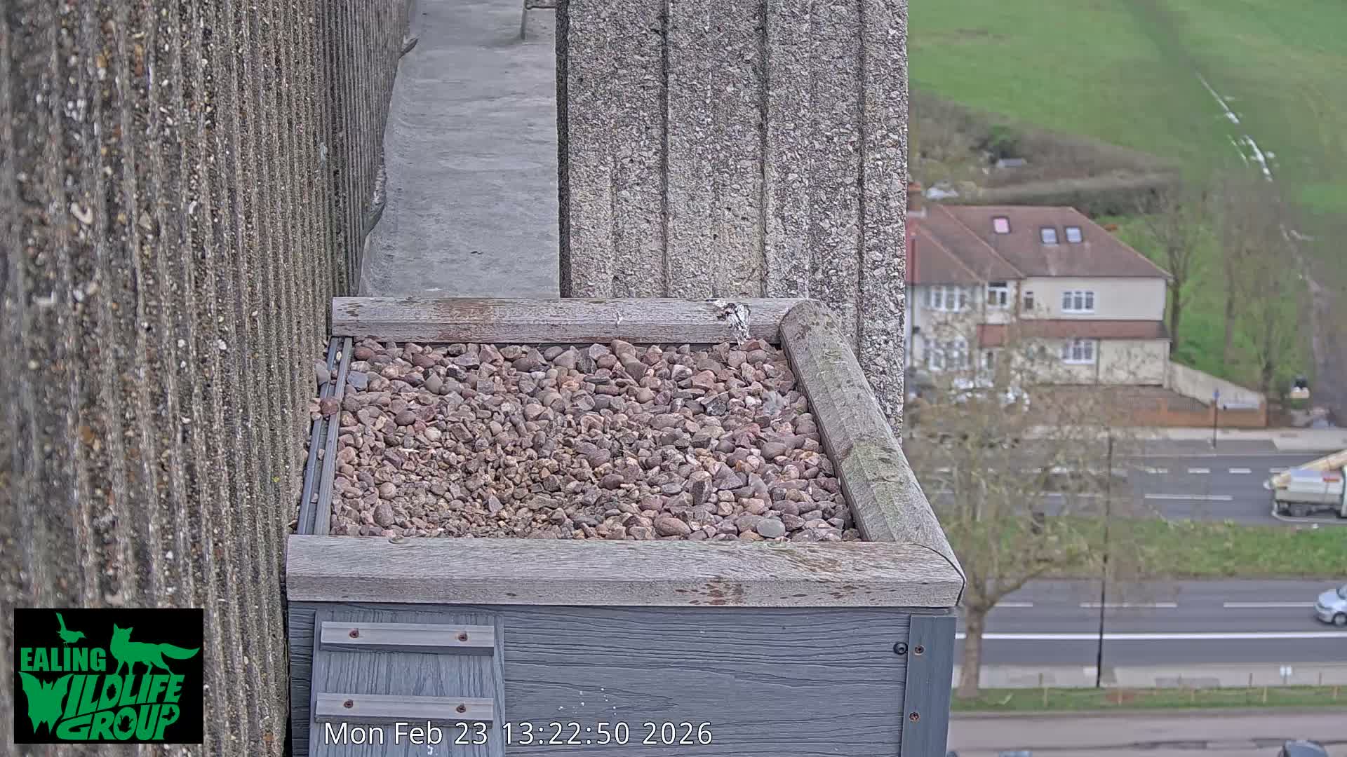 Ealing A4020/ Uxbridge Rd & Ealing’s Peregrine Falcons Life Live Cam - Ealing, London, England, United Kingdom