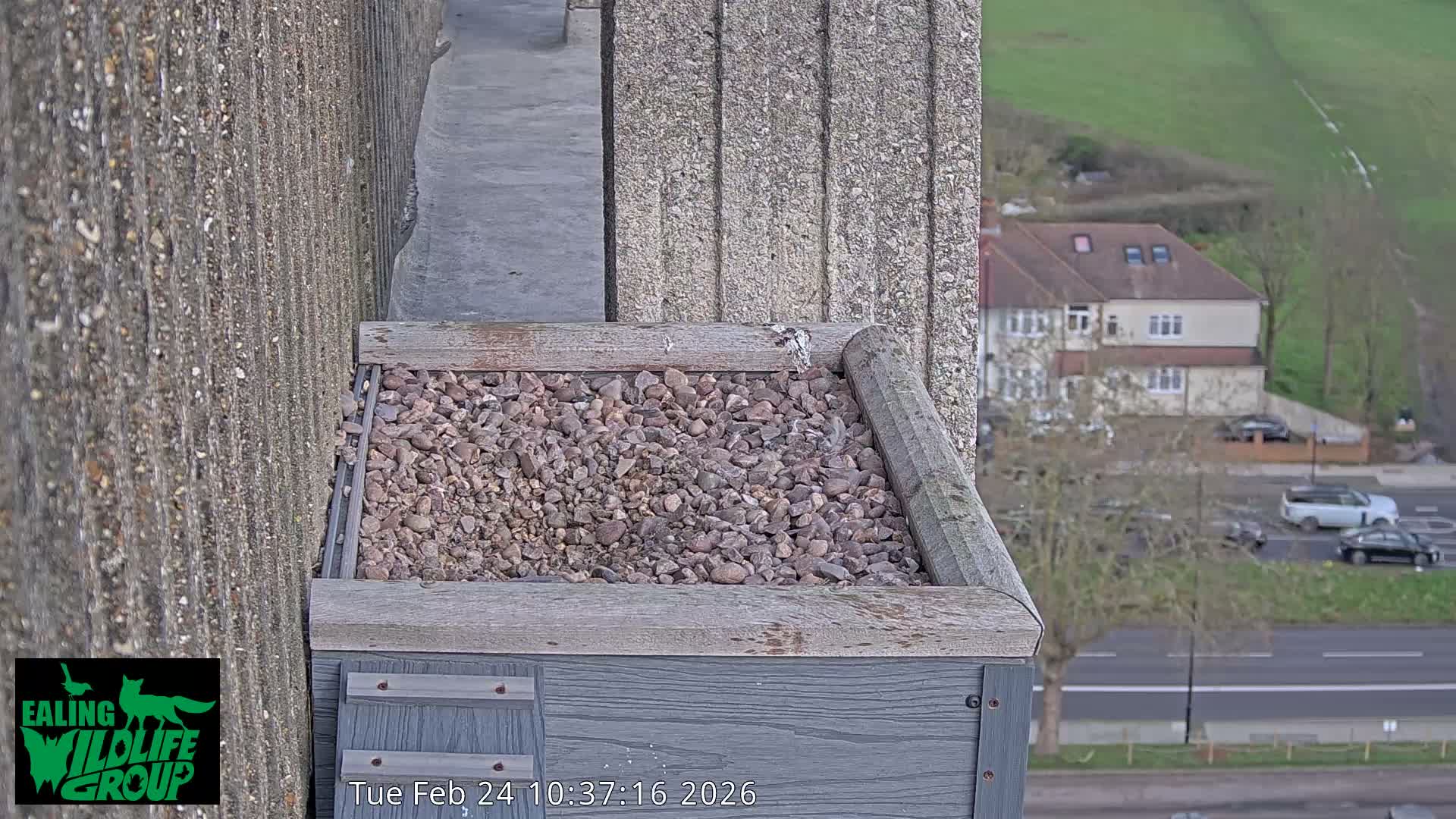 Ealing A4020/ Uxbridge Rd & Ealing’s Peregrine Falcons Life Live Cam - Ealing, London, England, United Kingdom