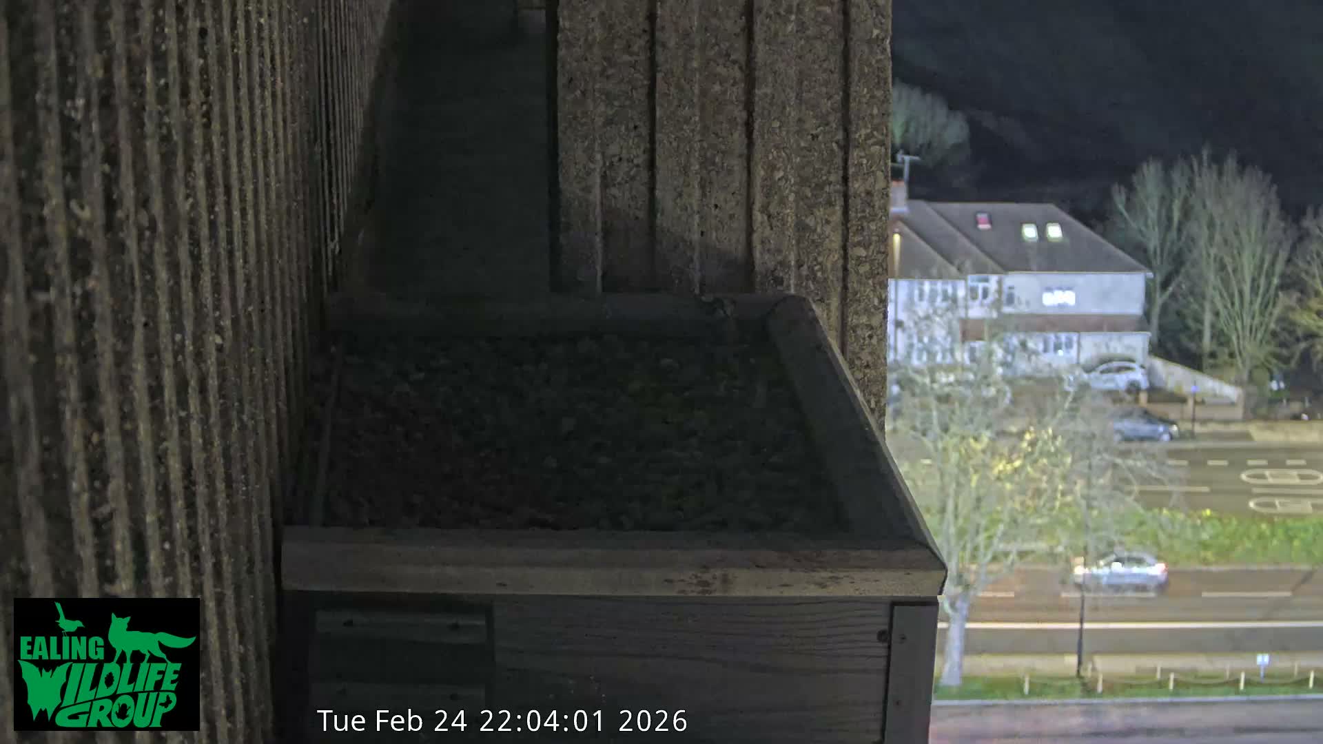 Ealing A4020/ Uxbridge Rd & Ealing’s Peregrine Falcons Life Live Cam - Ealing, London, England, United Kingdom