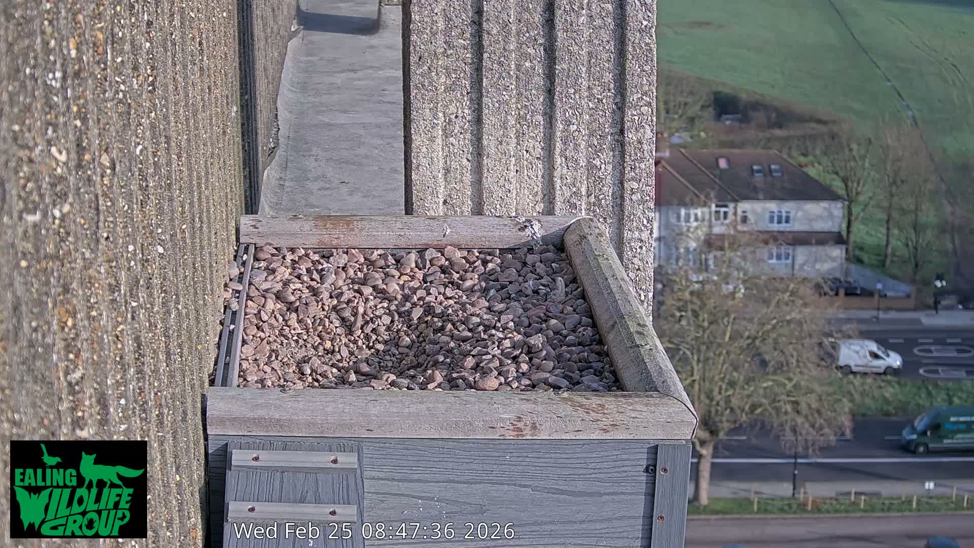 Ealing A4020/ Uxbridge Rd & Ealing’s Peregrine Falcons Life Live Cam - Ealing, London, England, United Kingdom