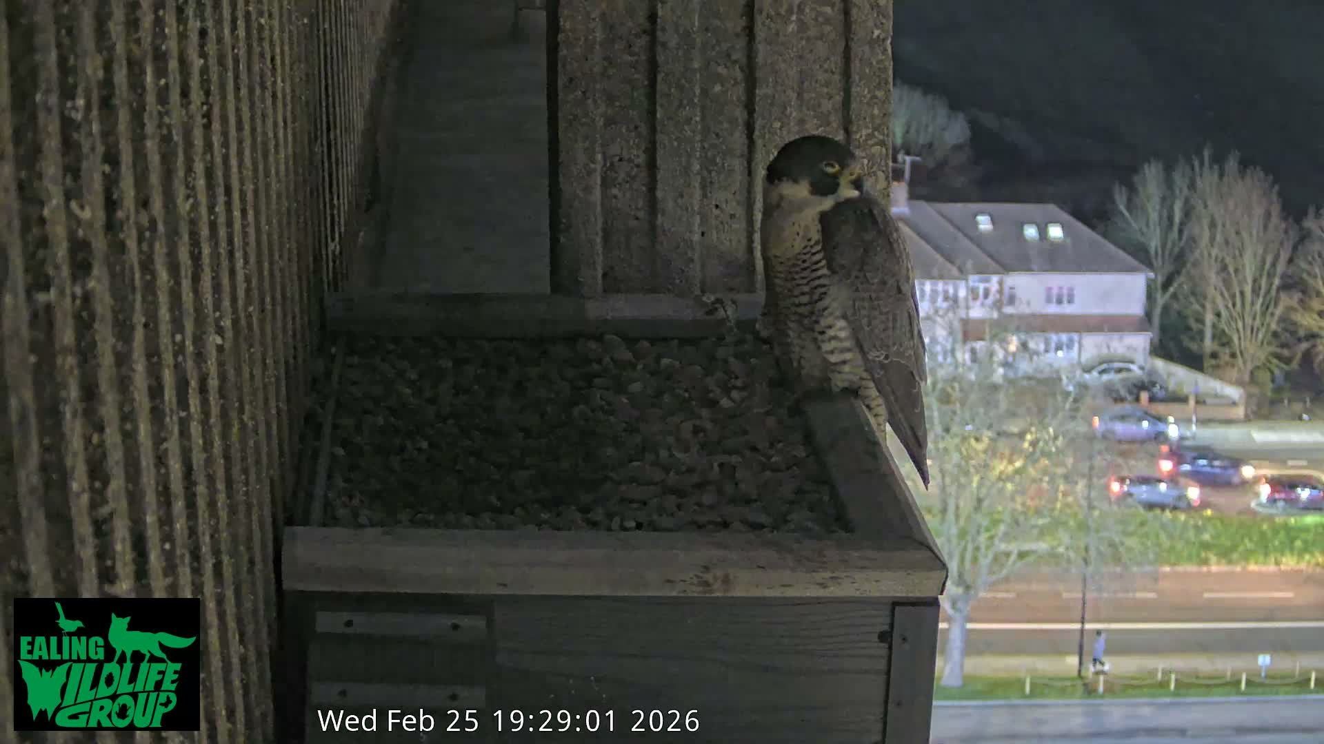 Ealing A4020/ Uxbridge Rd & Ealing’s Peregrine Falcons Life Live Cam - Ealing, London, England, United Kingdom