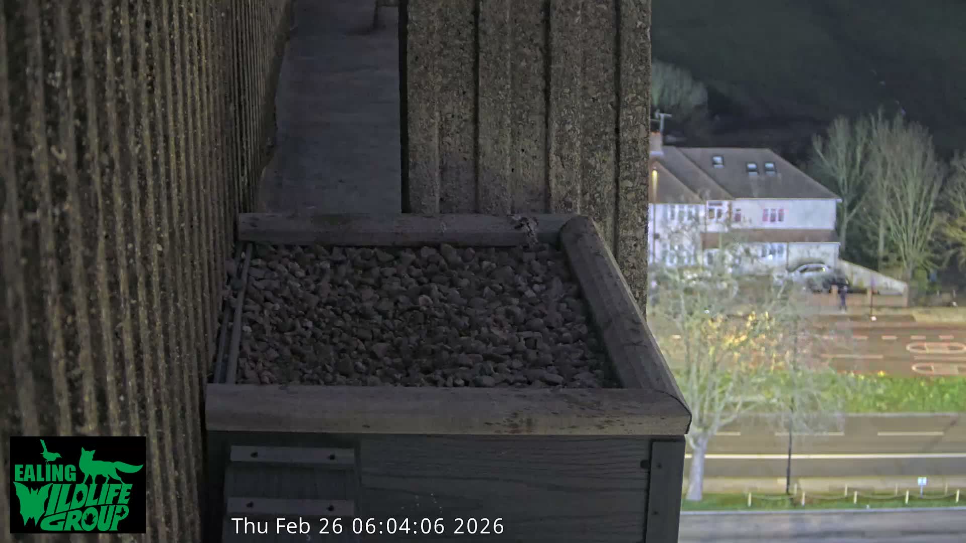 Ealing A4020/ Uxbridge Rd & Ealing’s Peregrine Falcons Life Live Cam - Ealing, London, England, United Kingdom