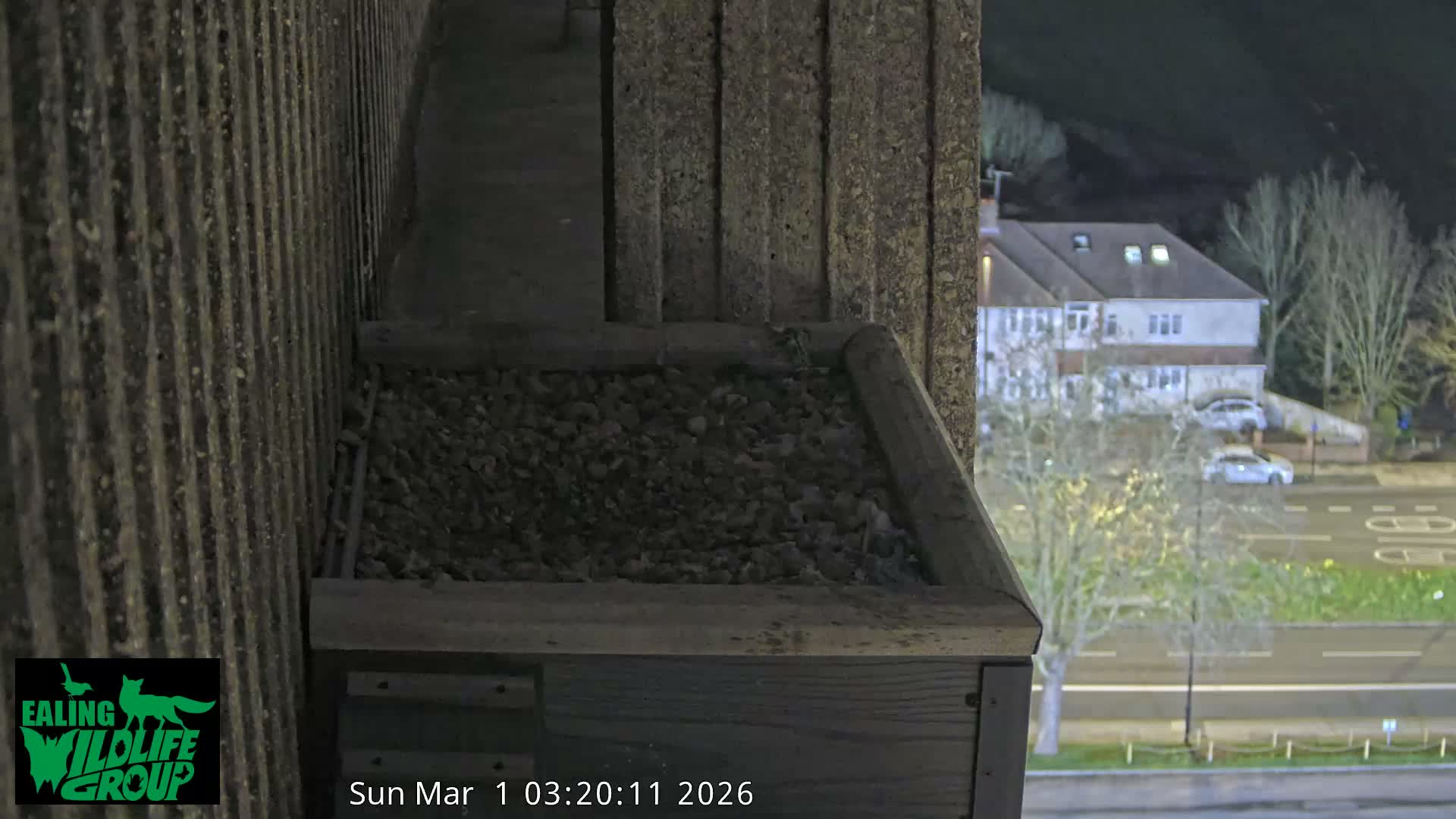 Ealing A4020/ Uxbridge Rd & Ealing’s Peregrine Falcons Life Live Cam - Ealing, London, England, United Kingdom