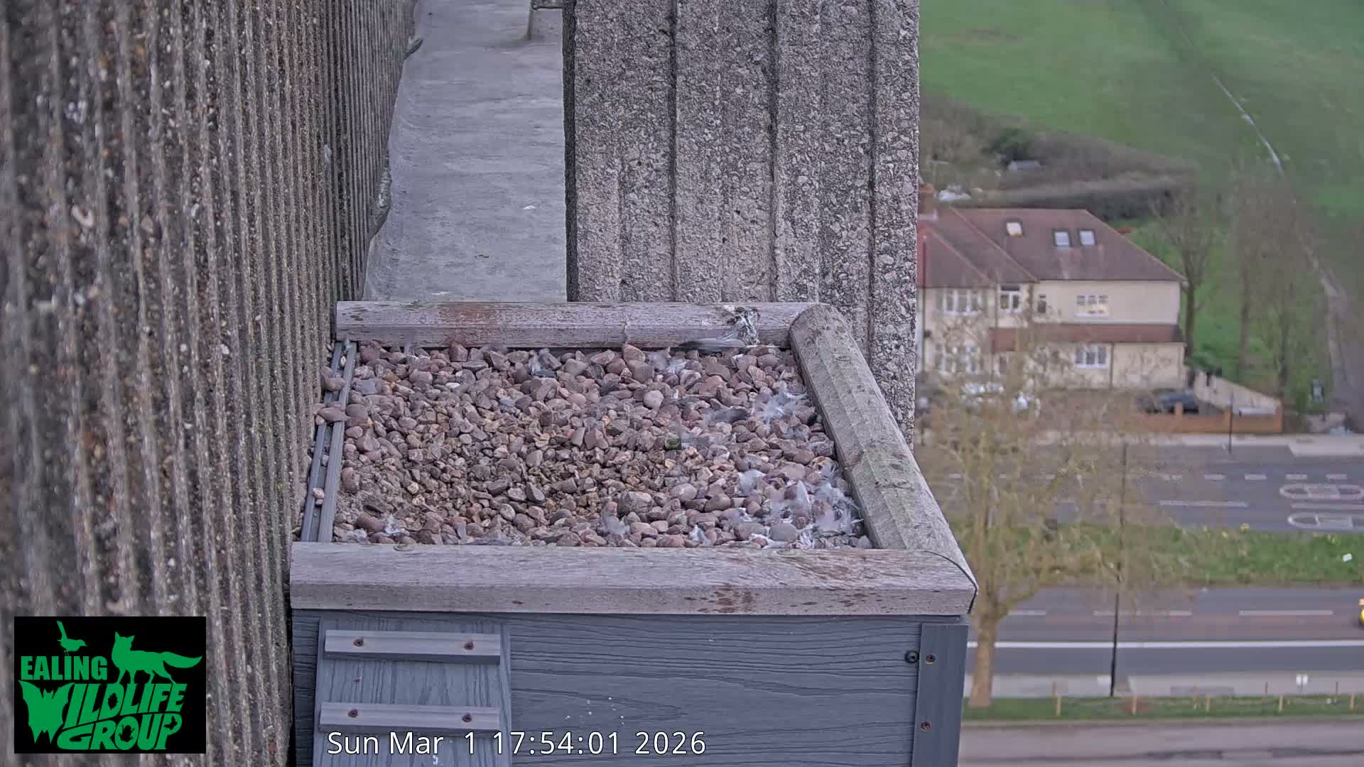 Ealing A4020/ Uxbridge Rd & Ealing’s Peregrine Falcons Life Live Cam - Ealing, London, England, United Kingdom
