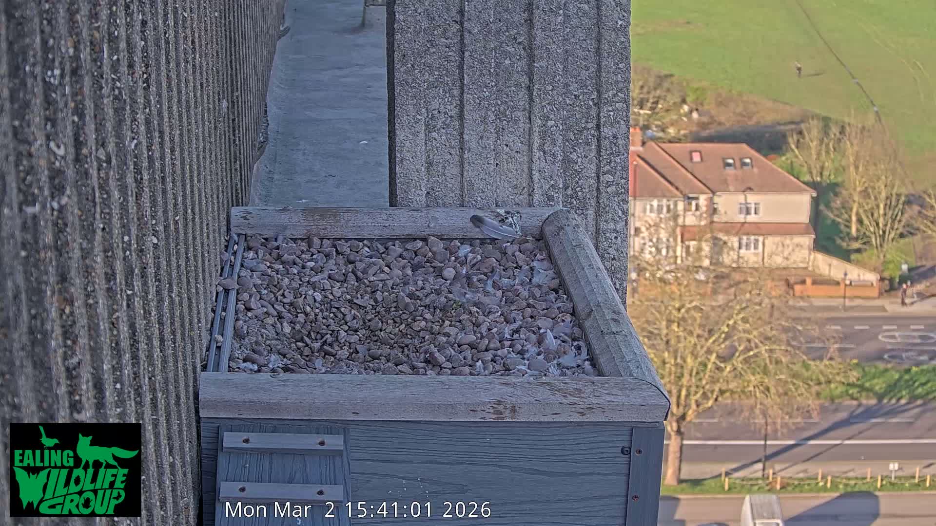 Ealing A4020/ Uxbridge Rd & Ealing’s Peregrine Falcons Life Live Cam - Ealing, London, England, United Kingdom
