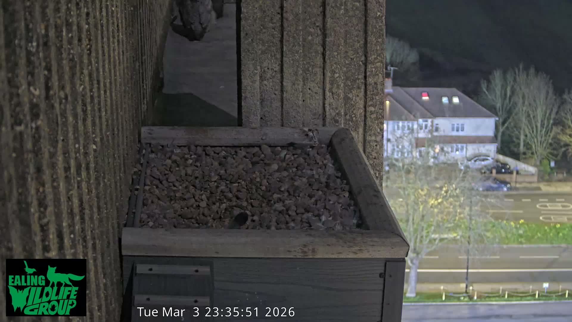 Ealing A4020/ Uxbridge Rd & Ealing’s Peregrine Falcons Life Live Cam - Ealing, London, England, United Kingdom
