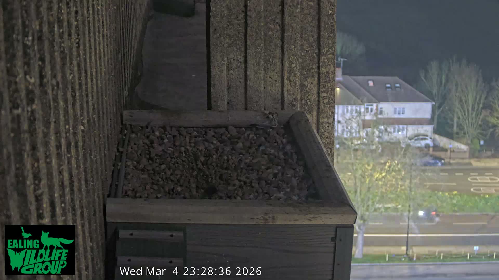 Ealing A4020/ Uxbridge Rd & Ealing’s Peregrine Falcons Life Live Cam - Ealing, London, England, United Kingdom
