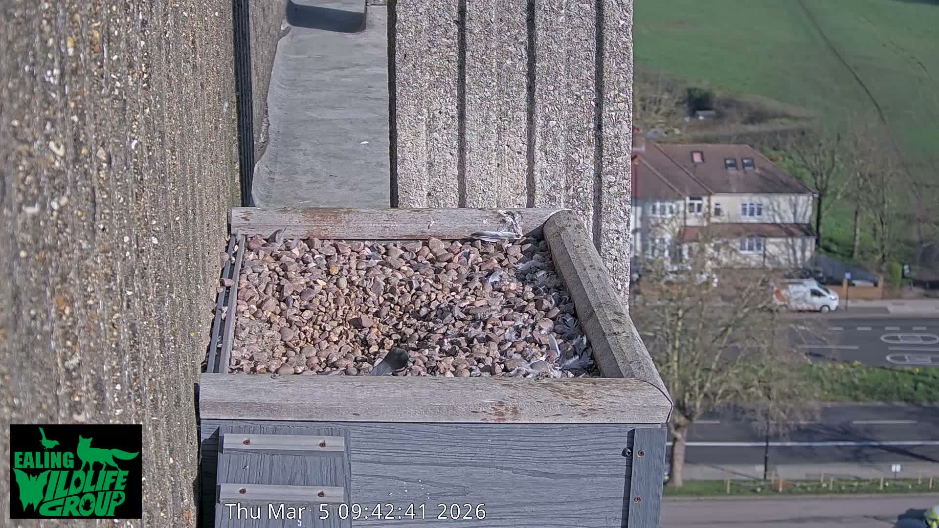 Ealing A4020/ Uxbridge Rd & Ealing’s Peregrine Falcons Life Live Cam - Ealing, London, England, United Kingdom
