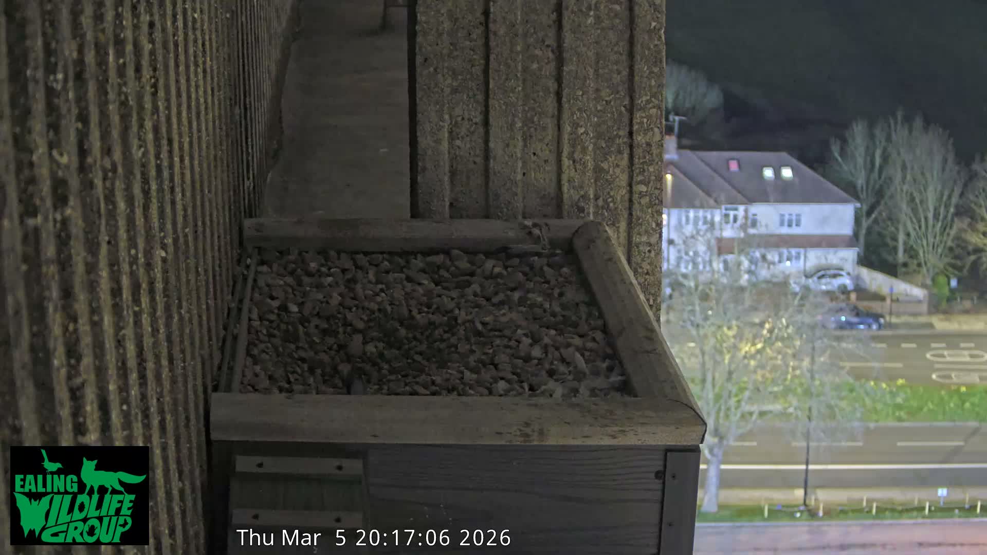 Ealing A4020/ Uxbridge Rd & Ealing’s Peregrine Falcons Life Live Cam - Ealing, London, England, United Kingdom