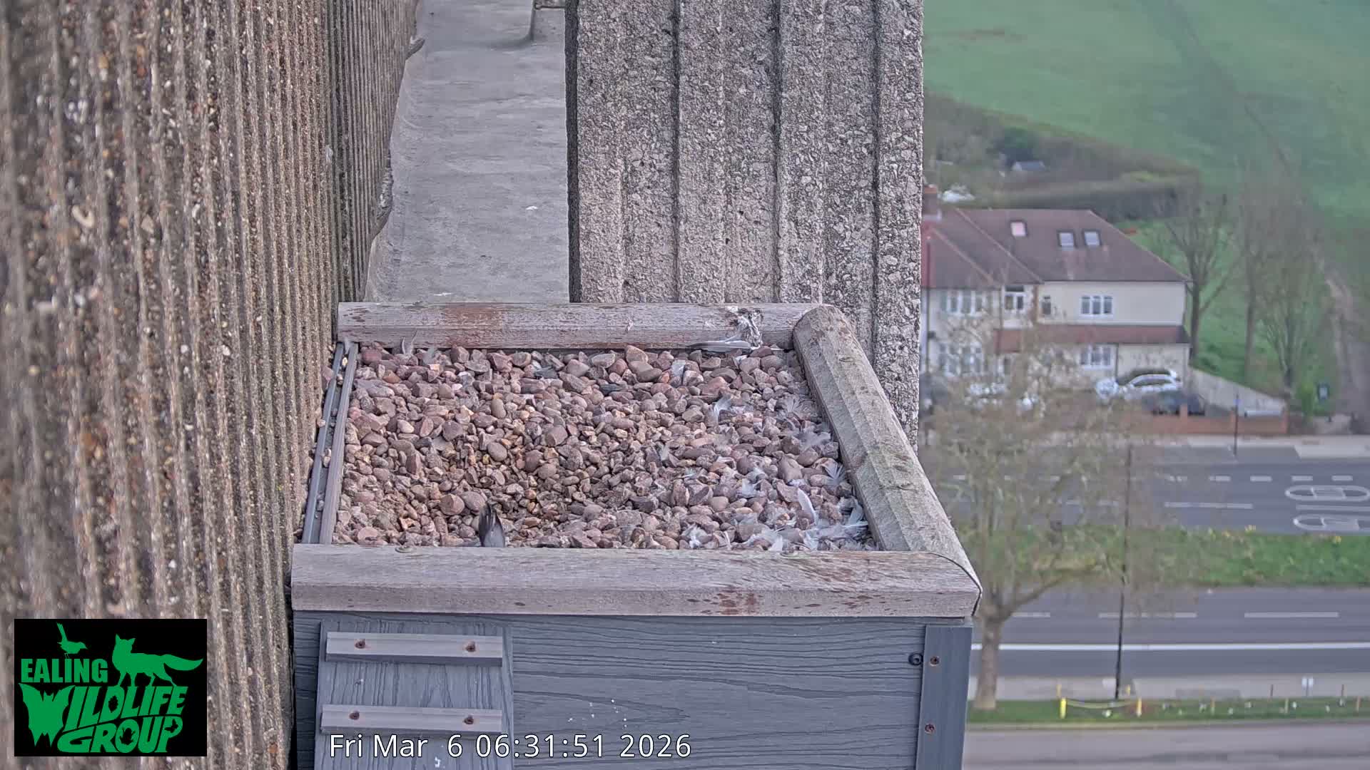 Ealing A4020/ Uxbridge Rd & Ealing’s Peregrine Falcons Life Live Cam - Ealing, London, England, United Kingdom