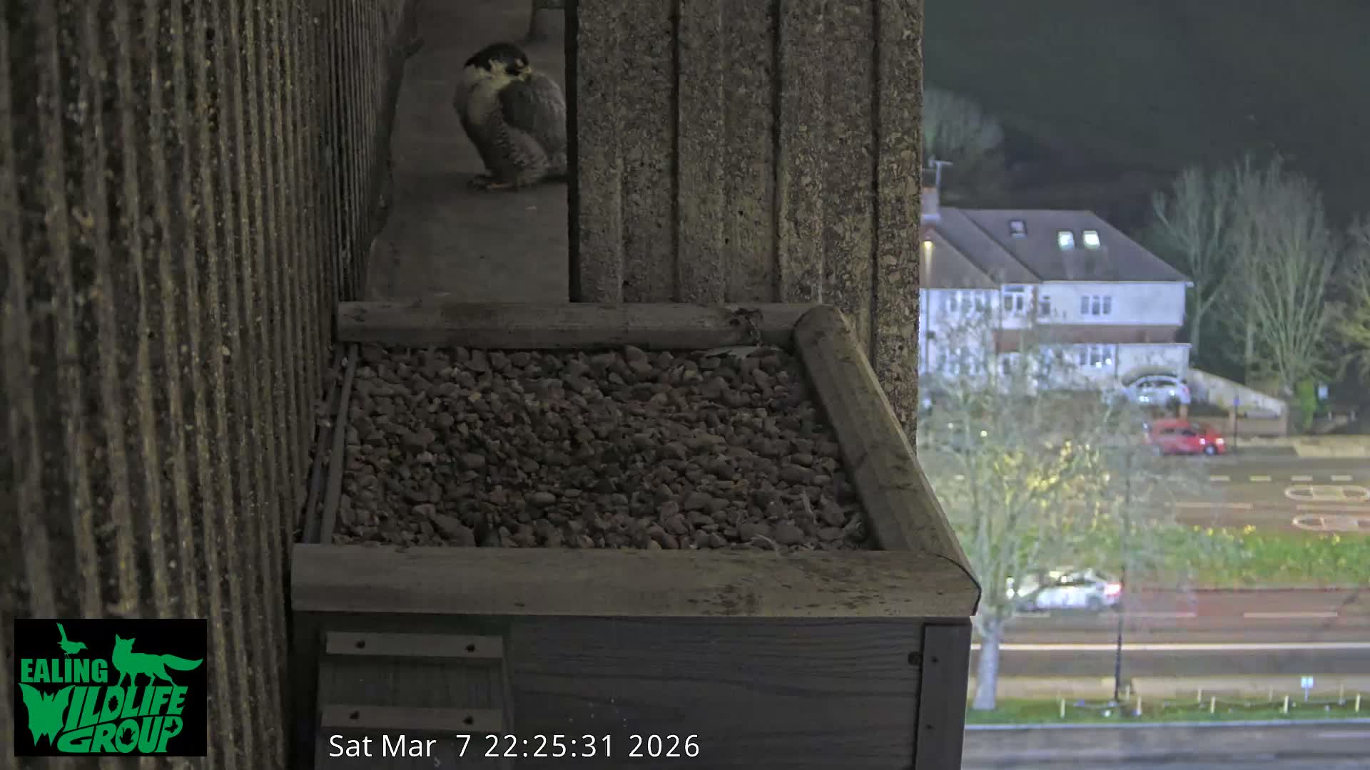 Ealing A4020/ Uxbridge Rd & Ealing’s Peregrine Falcons Life Live Cam - Ealing, London, England, United Kingdom