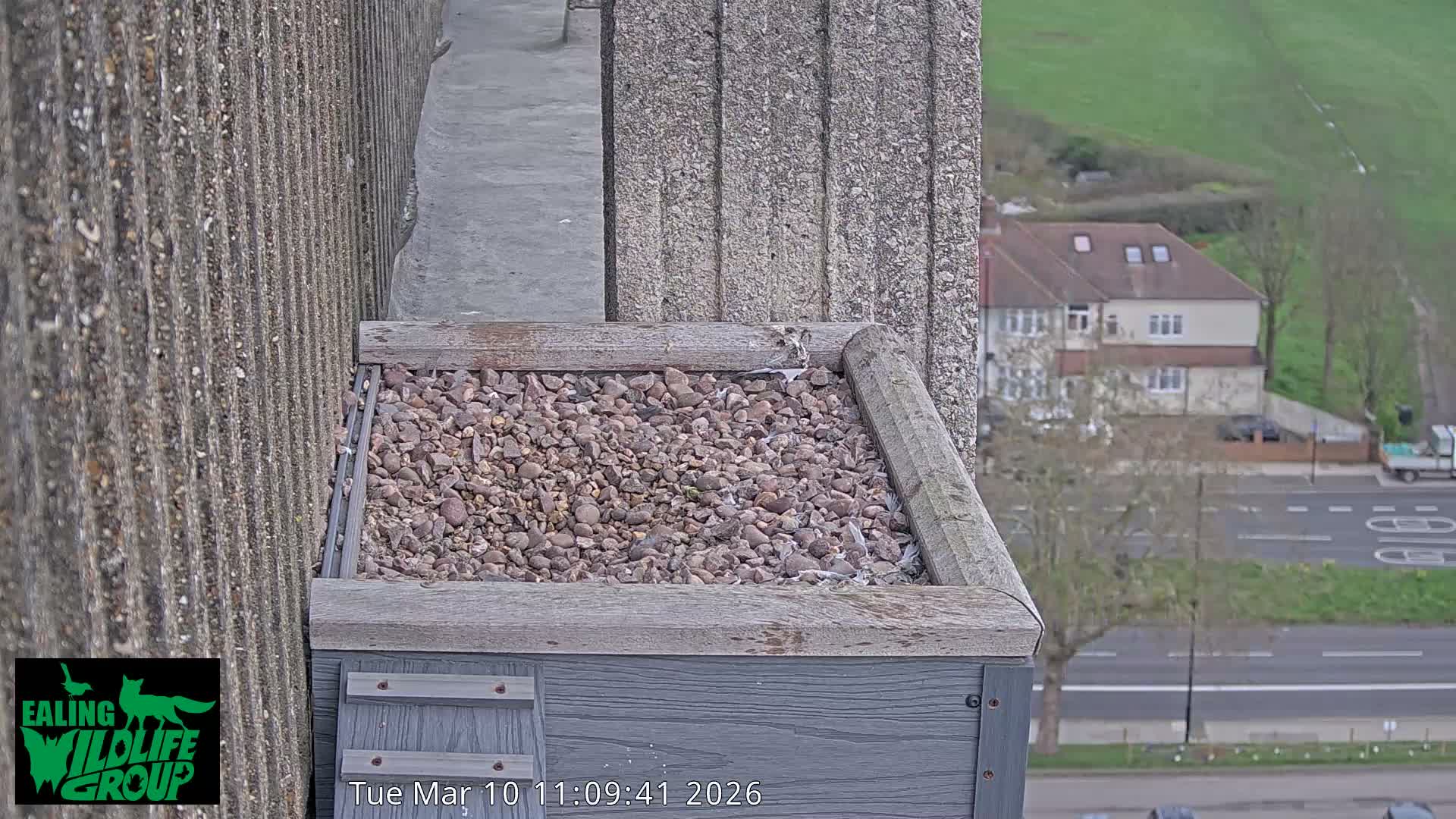 Ealing A4020/ Uxbridge Rd & Ealing’s Peregrine Falcons Life Live Cam - Ealing, London, England, United Kingdom