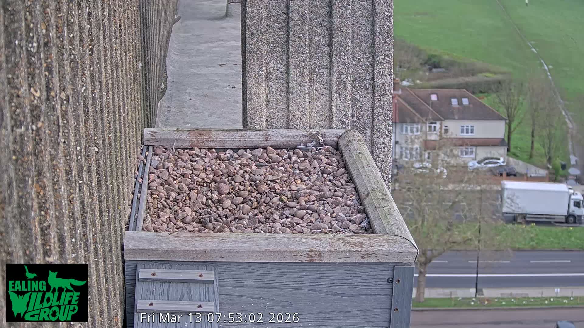Ealing A4020/ Uxbridge Rd & Ealing’s Peregrine Falcons Life Live Cam - Ealing, London, England, United Kingdom