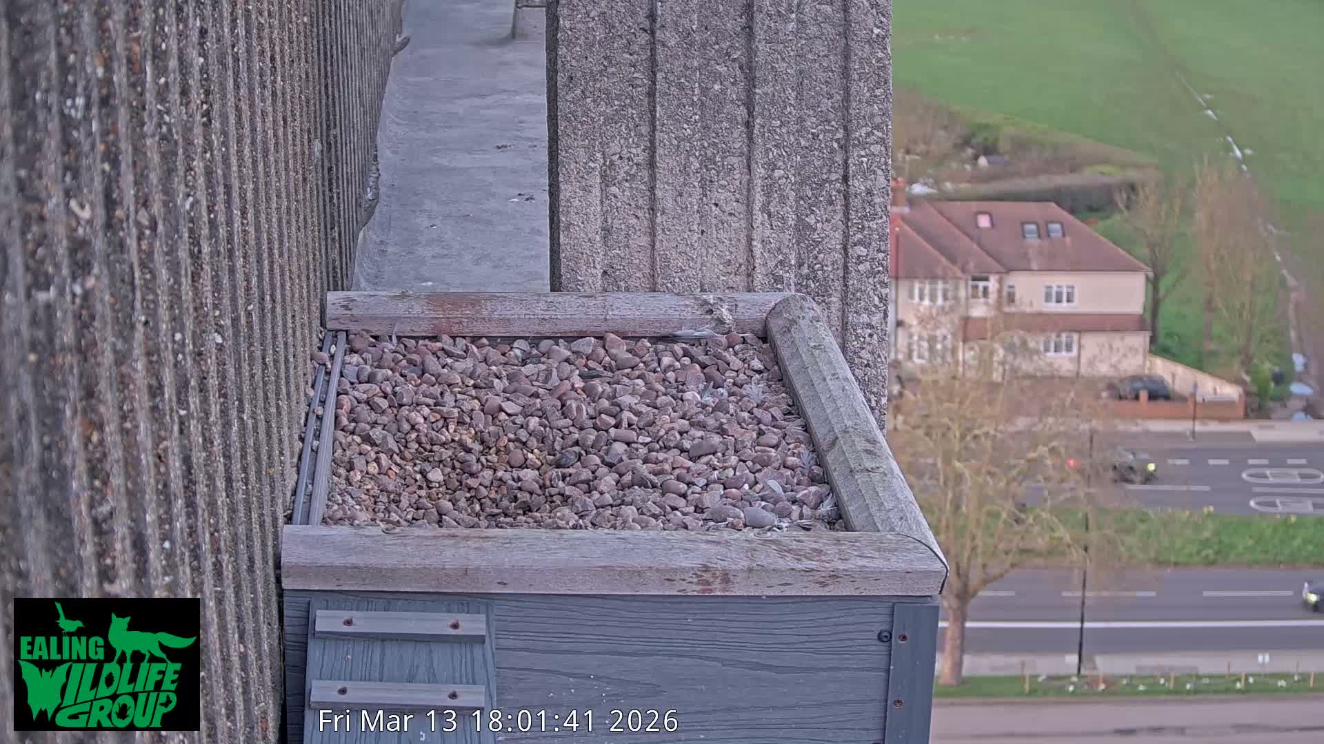 Ealing A4020/ Uxbridge Rd & Ealing’s Peregrine Falcons Life Live Cam - Ealing, London, England, United Kingdom