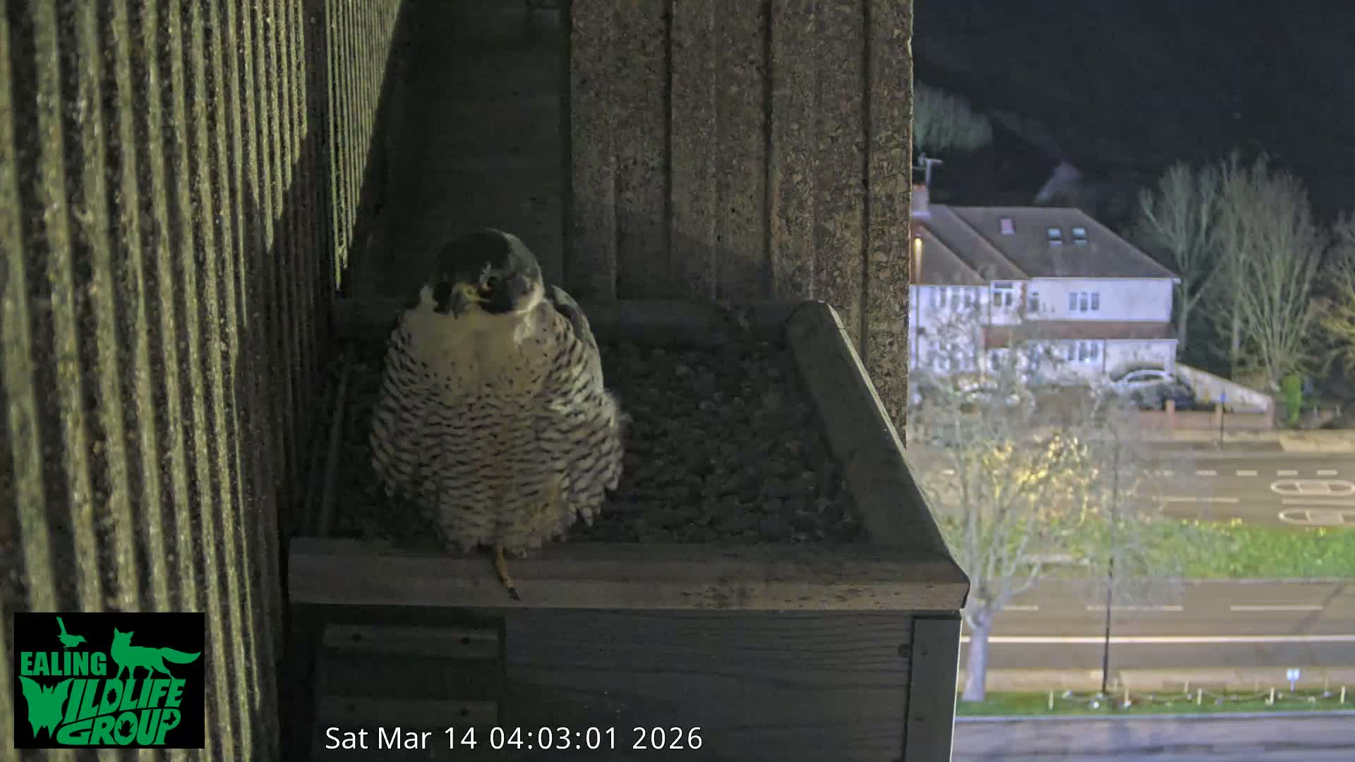 Ealing A4020/ Uxbridge Rd & Ealing’s Peregrine Falcons Life Live Cam - Ealing, London, England, United Kingdom