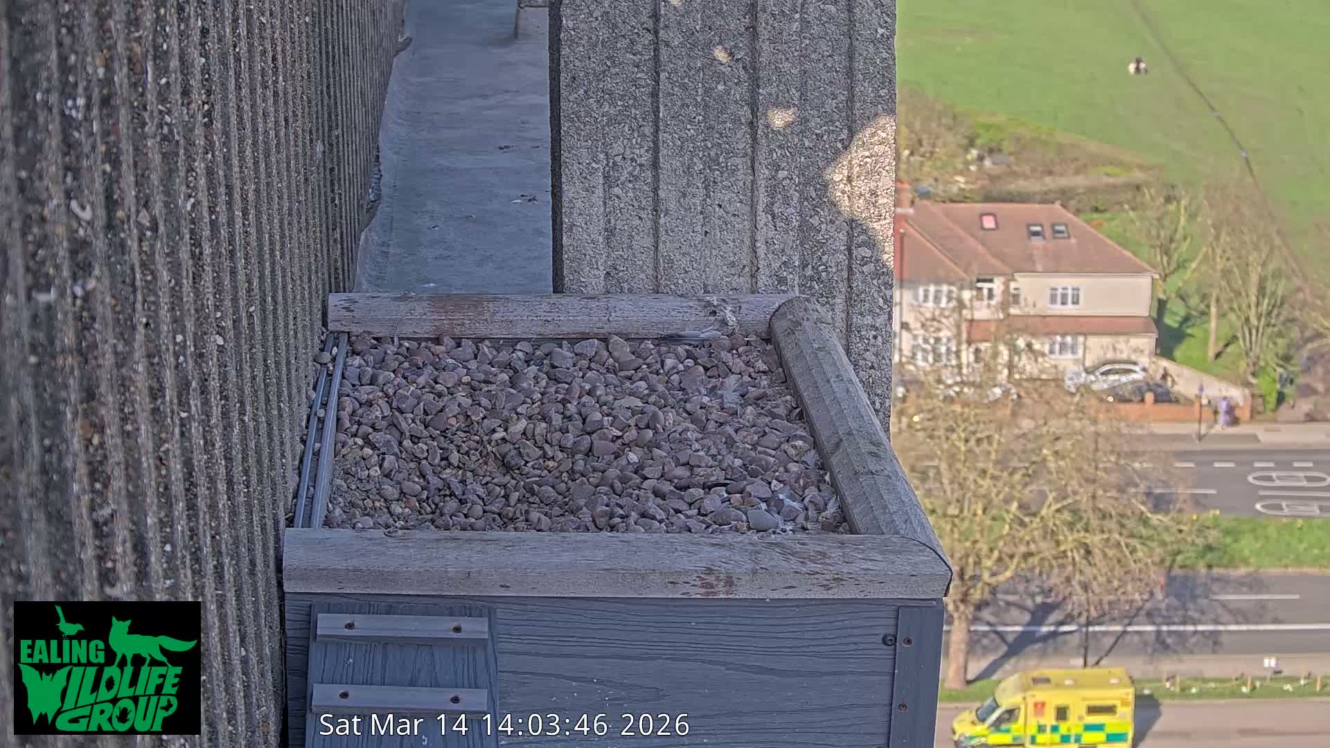 Ealing A4020/ Uxbridge Rd & Ealing’s Peregrine Falcons Life Live Cam - Ealing, London, England, United Kingdom
