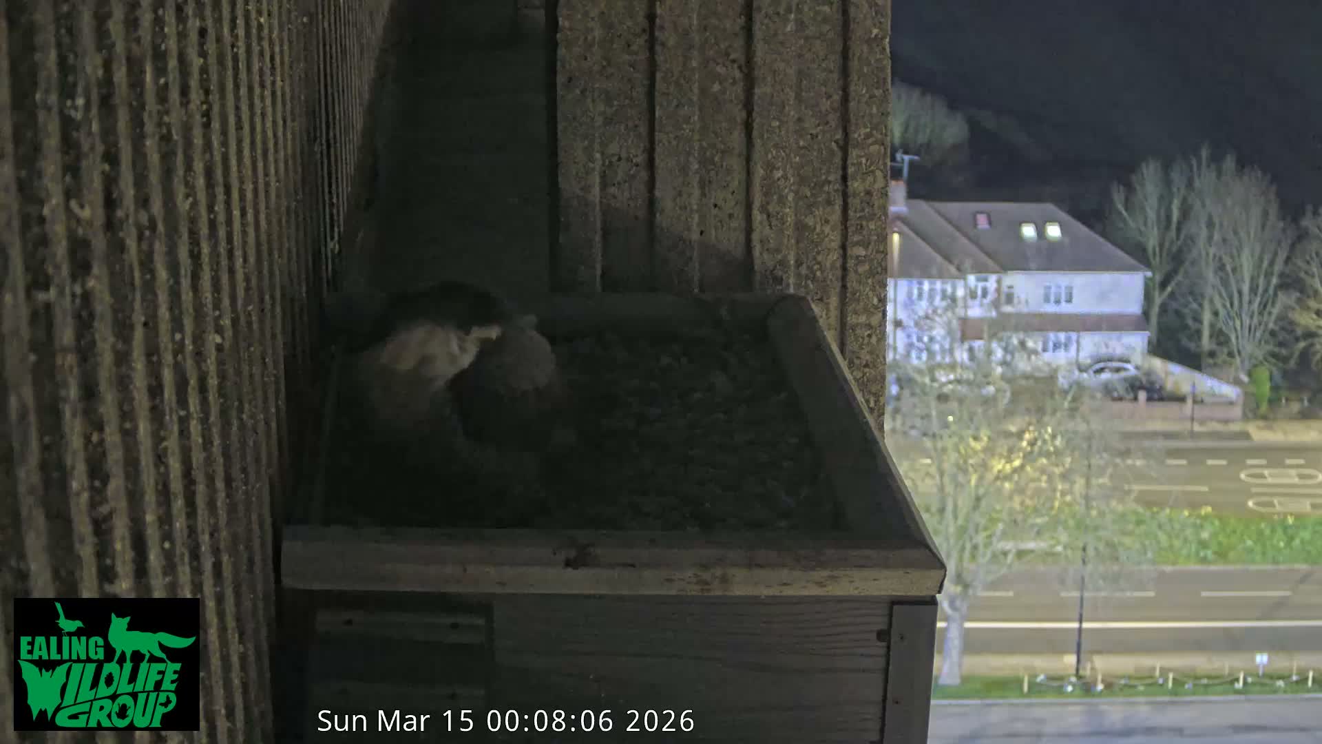 Ealing A4020/ Uxbridge Rd & Ealing’s Peregrine Falcons Life Live Cam - Ealing, London, England, United Kingdom