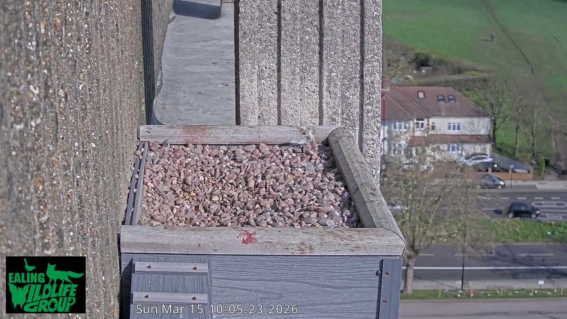 Ealing A4020/ Uxbridge Rd & Ealing’s Peregrine Falcons Life Live Cam - Ealing, London, England, United Kingdom
