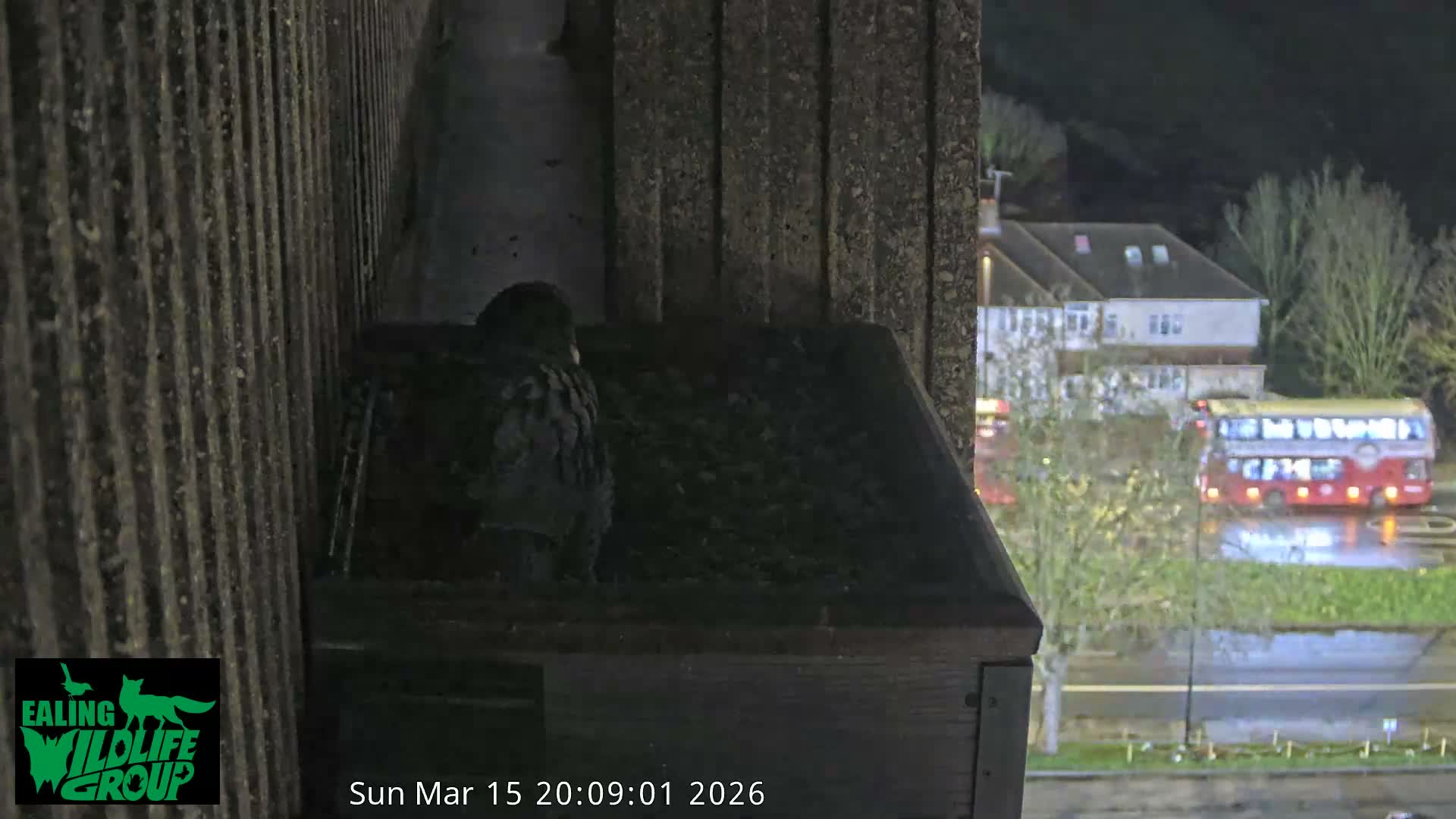 Ealing A4020/ Uxbridge Rd & Ealing’s Peregrine Falcons Life Live Cam - Ealing, London, England, United Kingdom