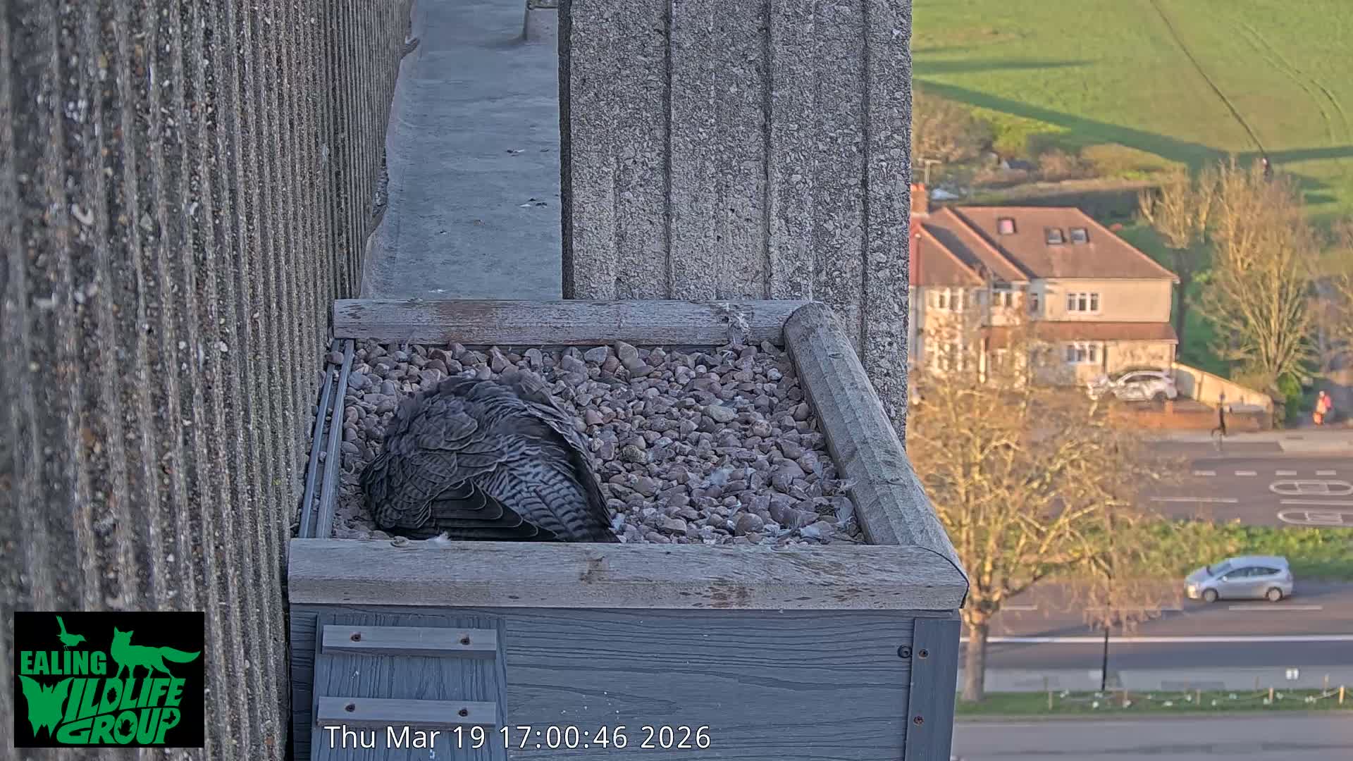 Ealing A4020/ Uxbridge Rd & Ealing’s Peregrine Falcons Life Live Cam - Ealing, London, England, United Kingdom