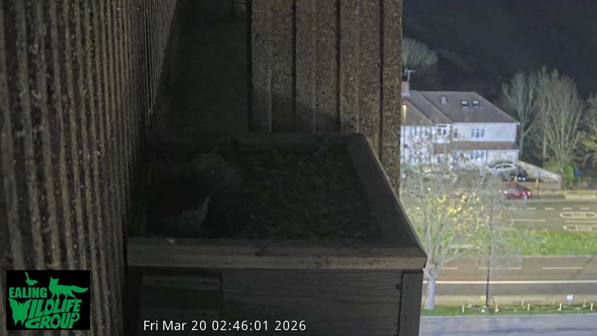 Ealing A4020/ Uxbridge Rd & Ealing’s Peregrine Falcons Life Live Cam - Ealing, London, England, United Kingdom