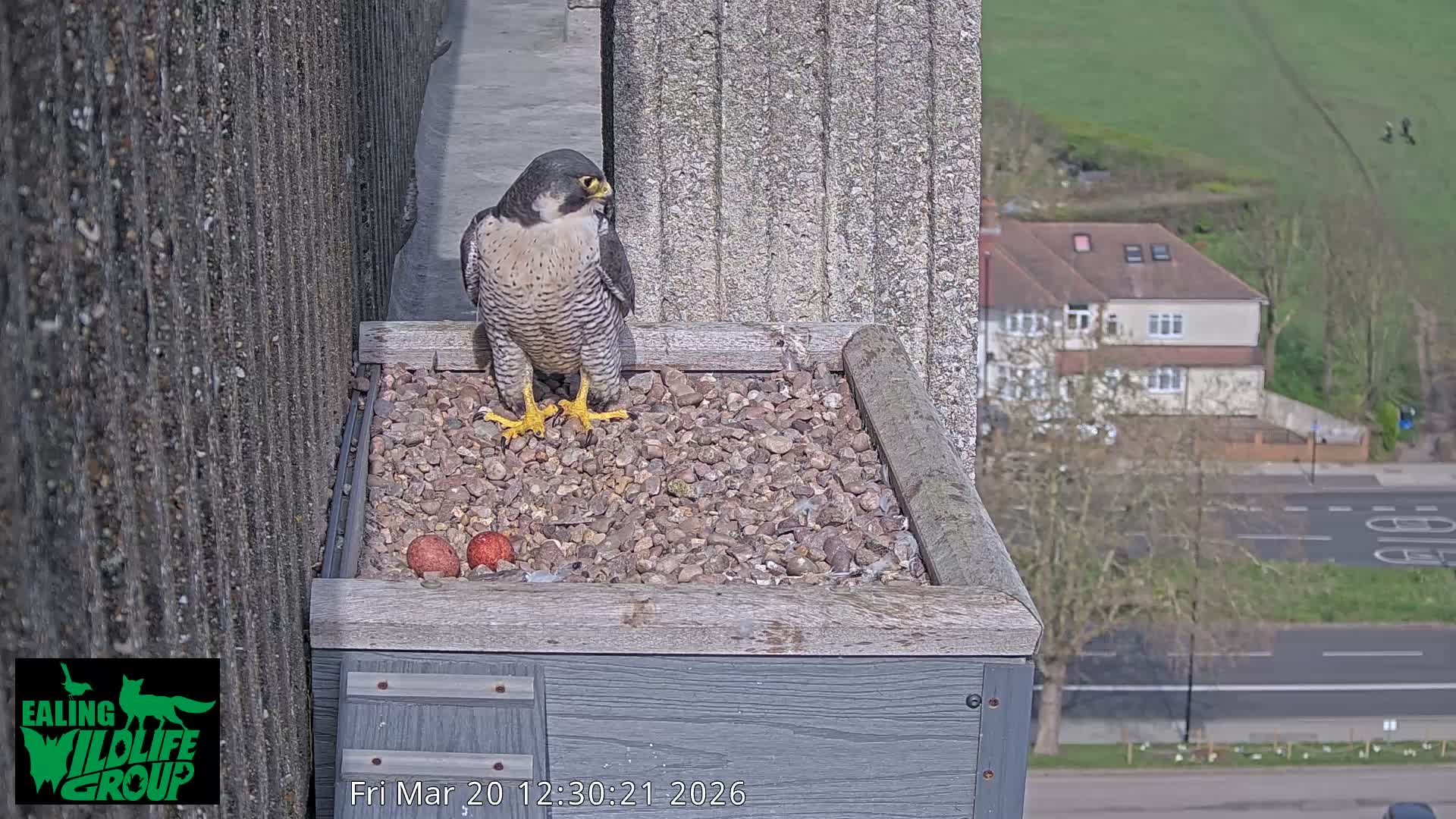 Ealing A4020/ Uxbridge Rd & Ealing’s Peregrine Falcons Life Live Cam - Ealing, London, England, United Kingdom