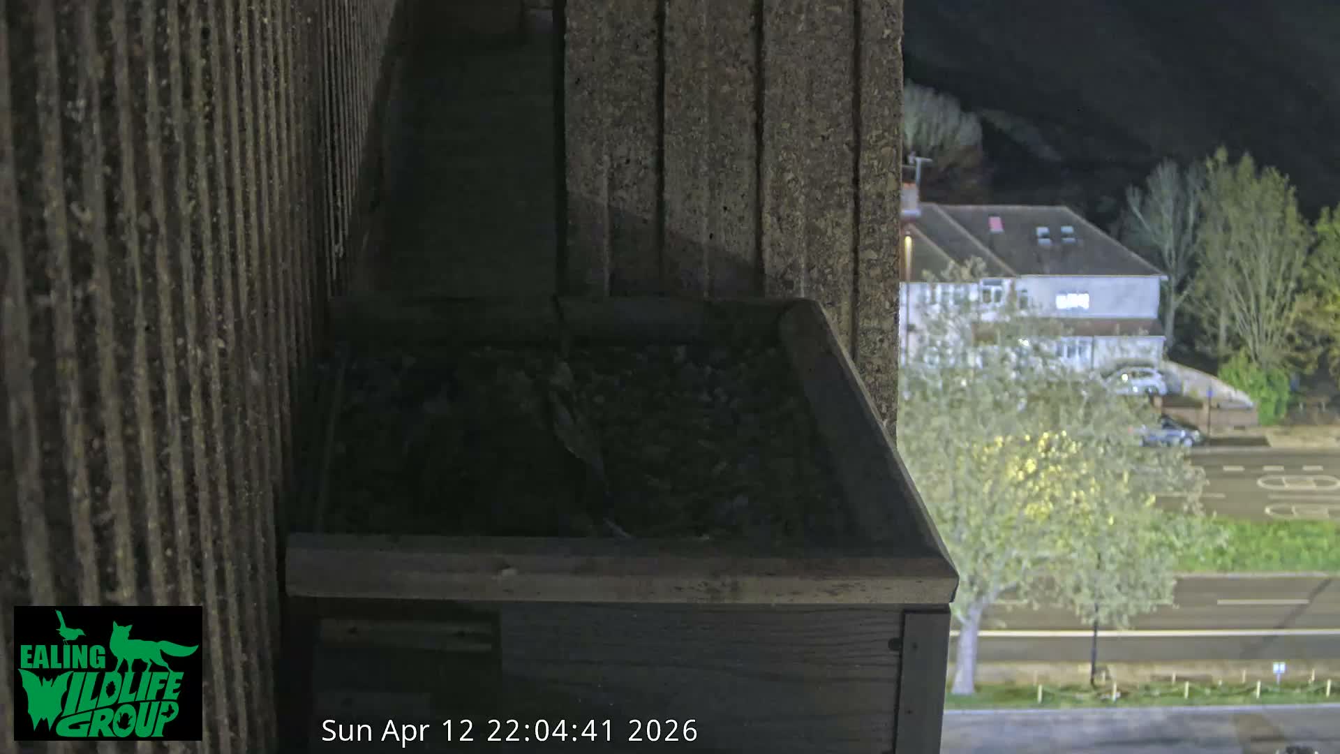 Ealing A4020/ Uxbridge Rd & Ealing’s Peregrine Falcons Life Live Cam - Ealing, London, England, United Kingdom