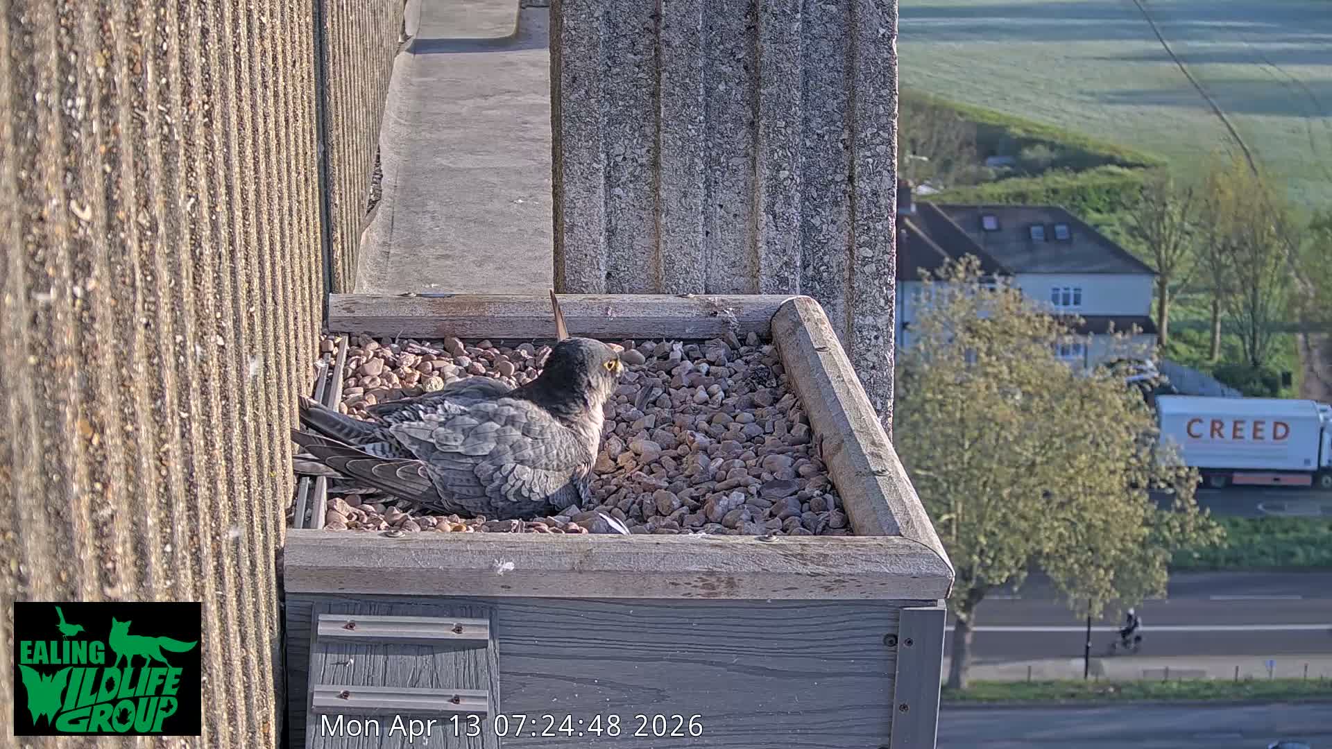 Ealing A4020/ Uxbridge Rd & Ealing’s Peregrine Falcons Life Live Cam - Ealing, London, England, United Kingdom