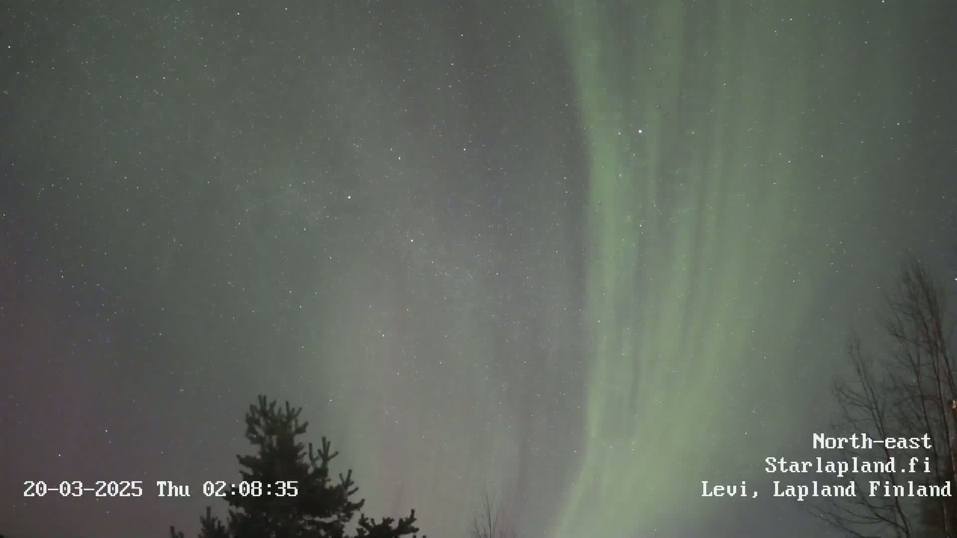 A nighttime outdoor scene shows a pale green aurora borealis in the sky above a dark silhouette of a coniferous tree and bare branches.