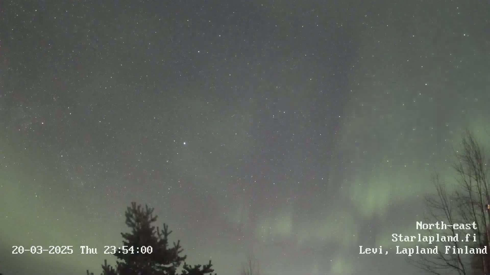 A nighttime sky displays a faint aurora borealis above a dark silhouette of coniferous trees under a starry sky.