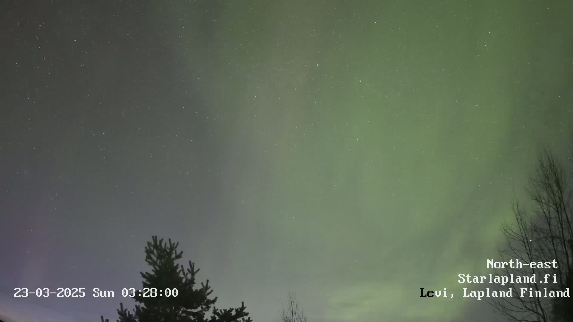 A nighttime sky displays a pale green aurora borealis above a silhouette of coniferous trees under a starry sky.