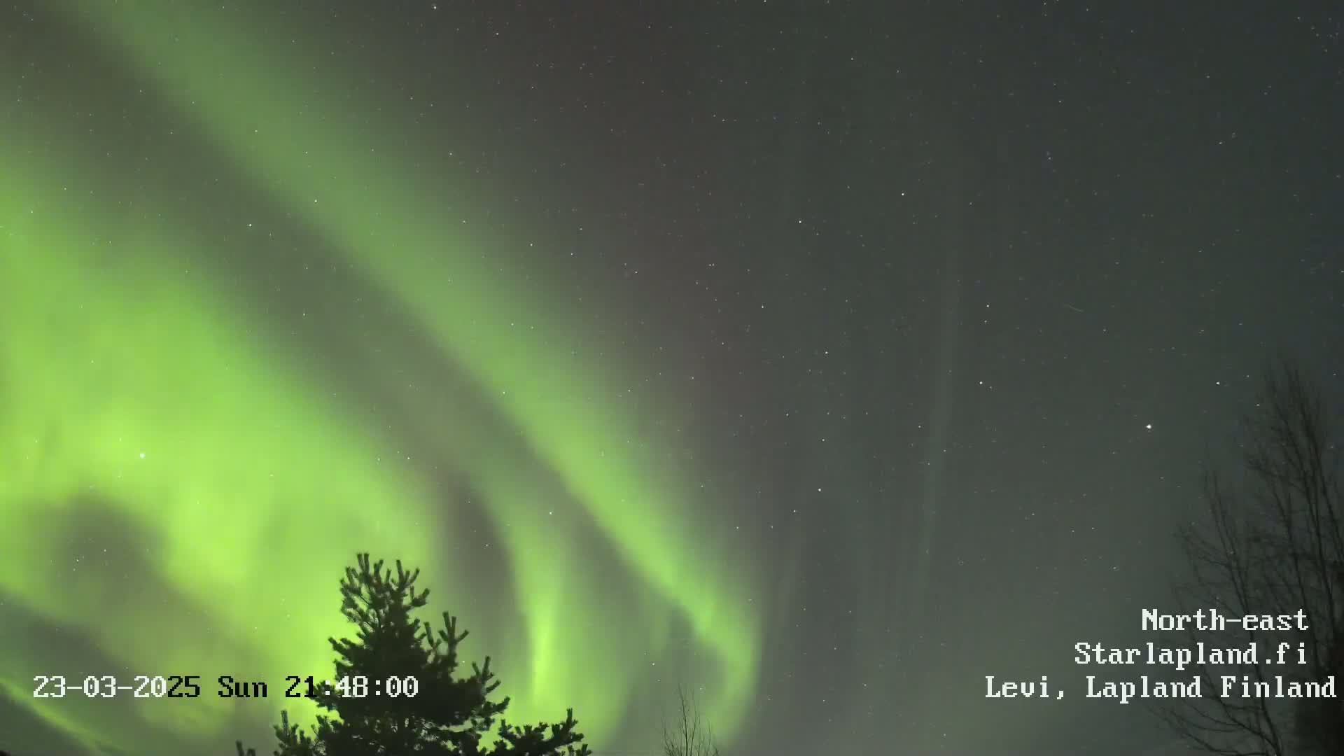 A vibrant green aurora borealis illuminates a night sky dotted with stars, partially obscured by the silhouettes of tree branches.