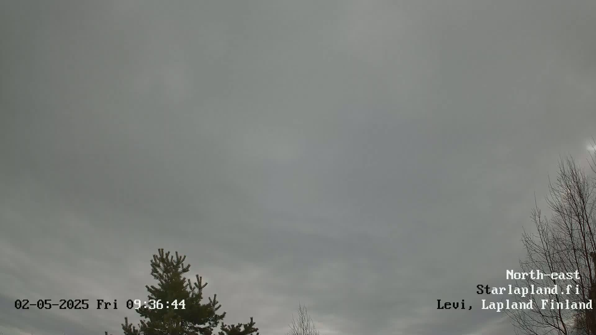 An overcast sky is visible above a few leafless trees and a pine tree.