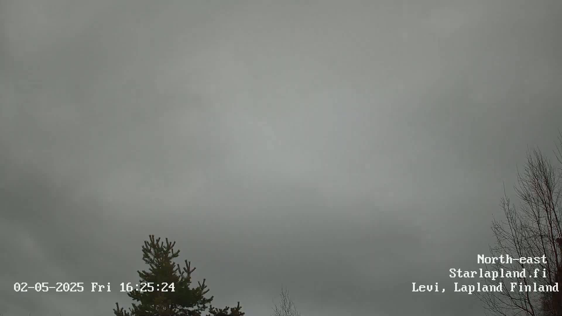A mostly overcast sky is visible above a partially visible evergreen tree and bare branches of a deciduous tree.